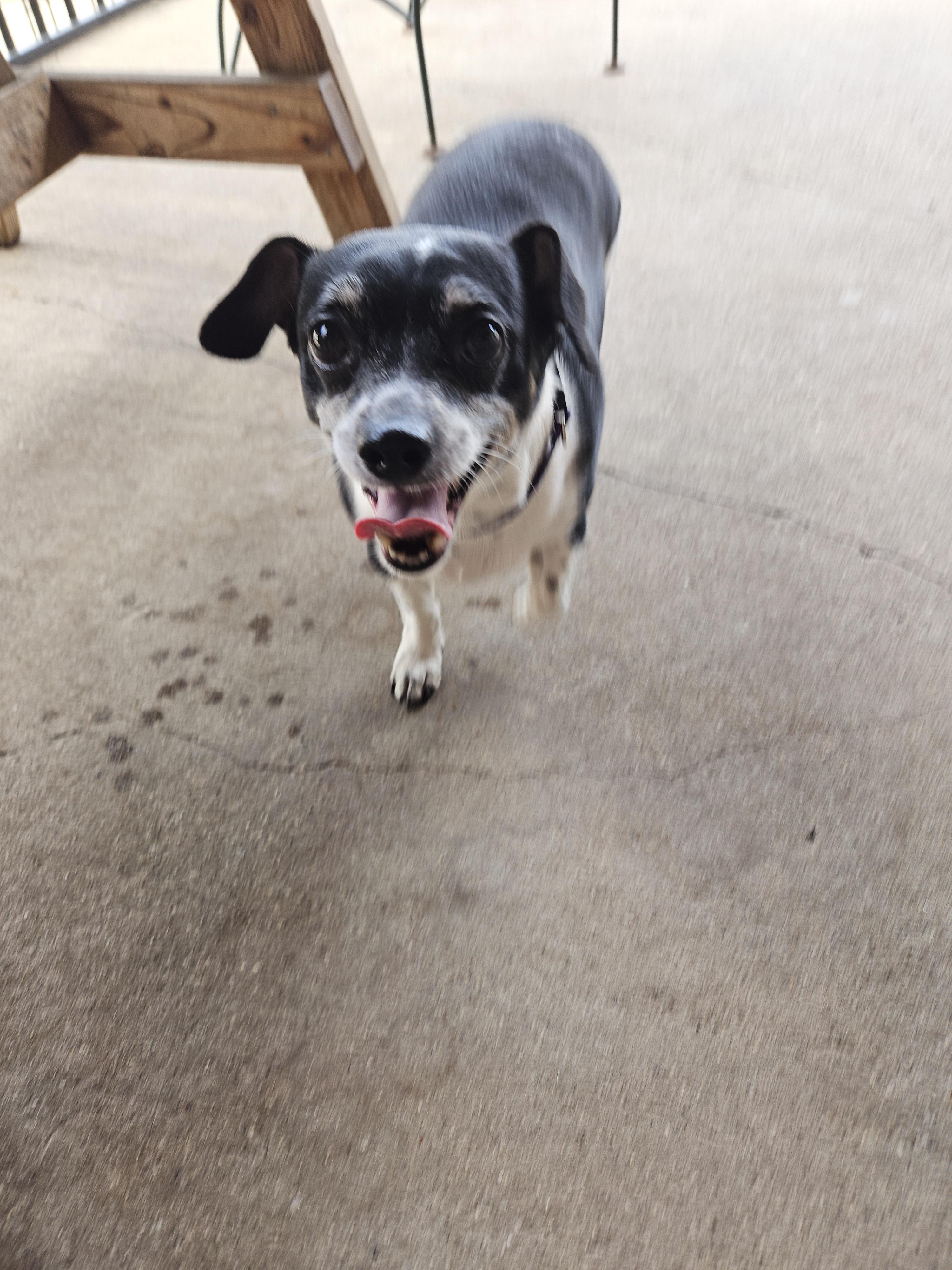 Enlarge Flounder, a ADOPTABLE Chihuahua in Plano, TX image 5/6