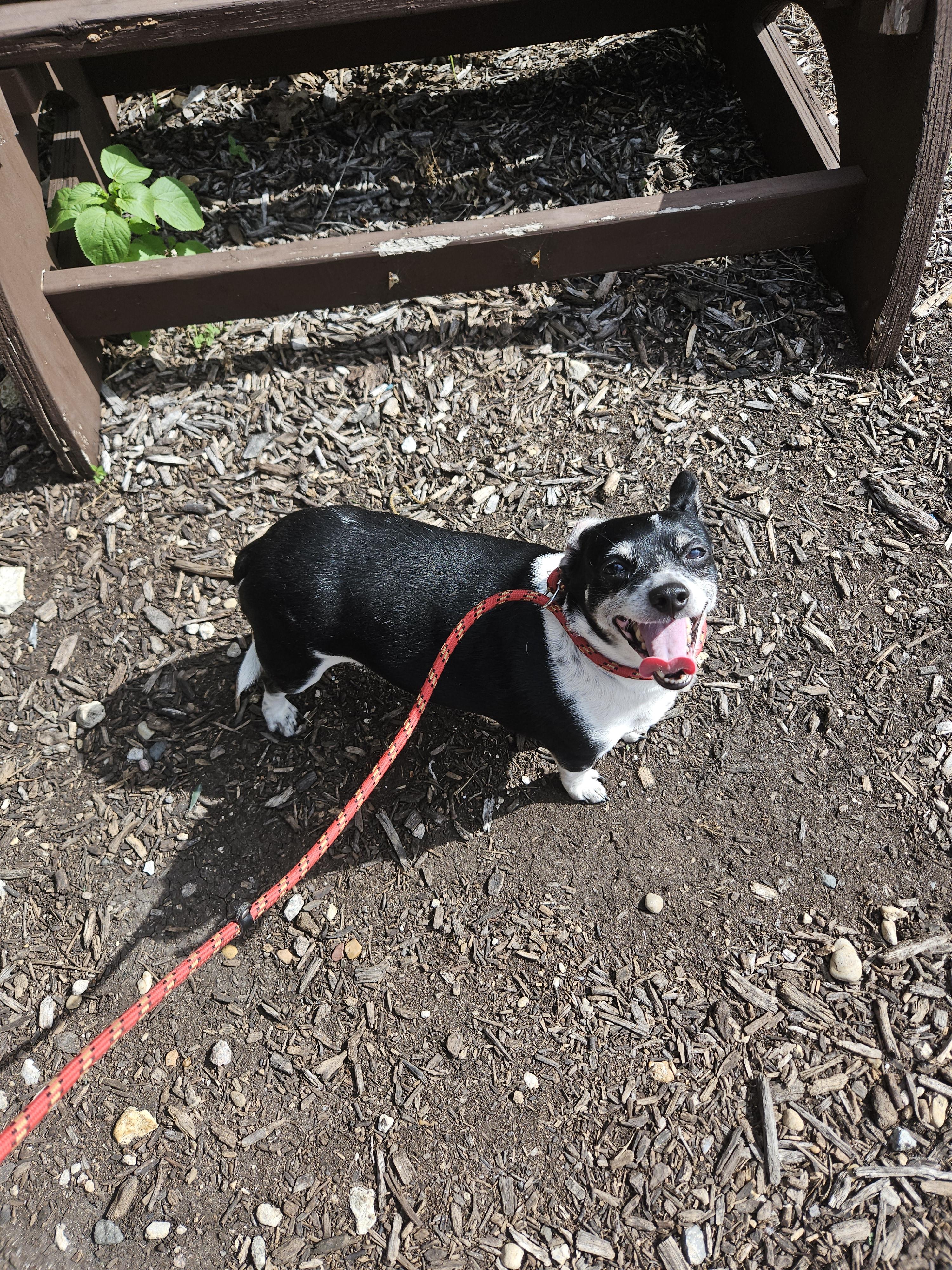 Enlarge Flounder, a ADOPTABLE Chihuahua in Plano, TX image 2/6