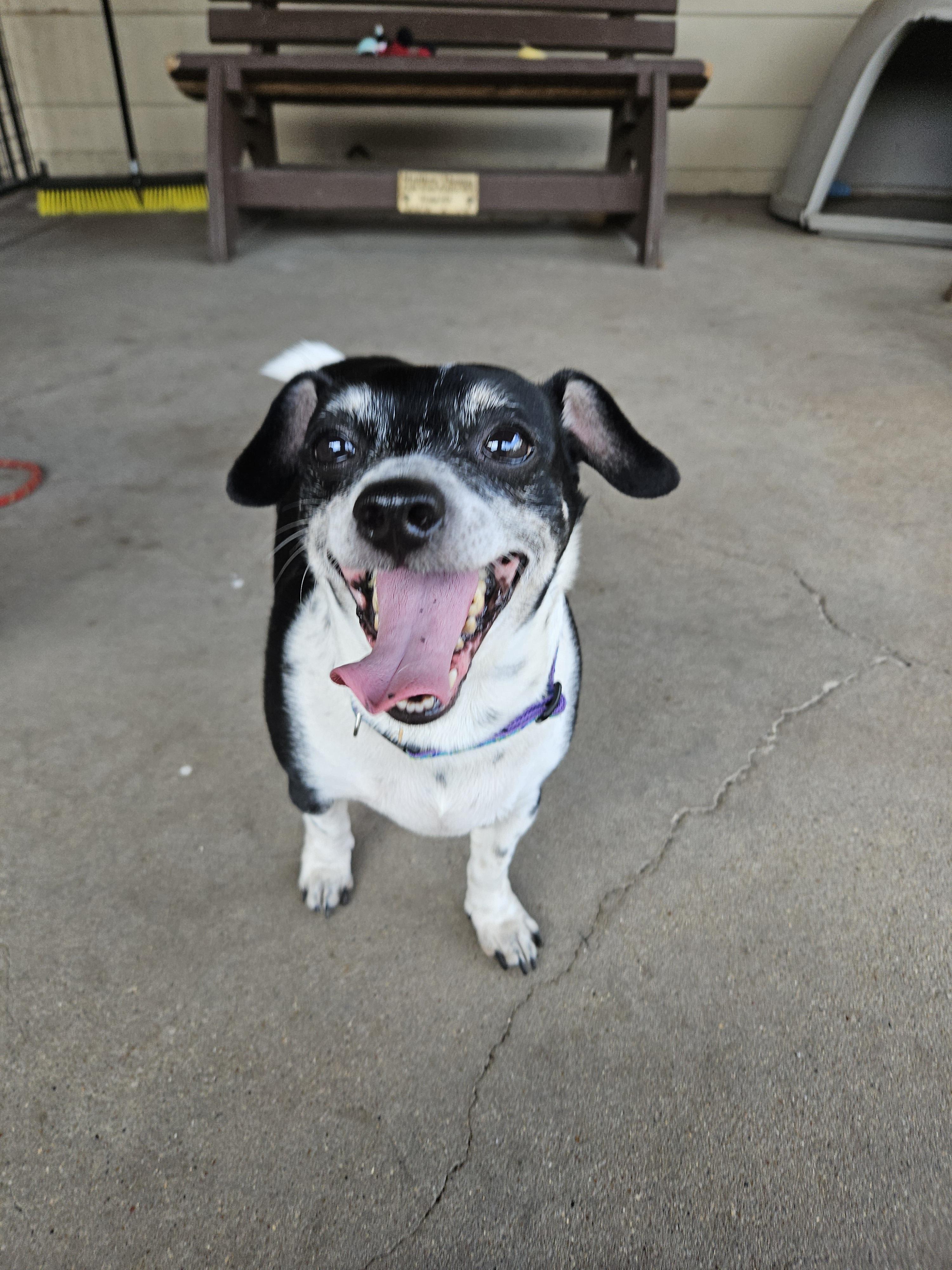 Flounder, ADOPTABLE, Adult Male Chihuahua.
