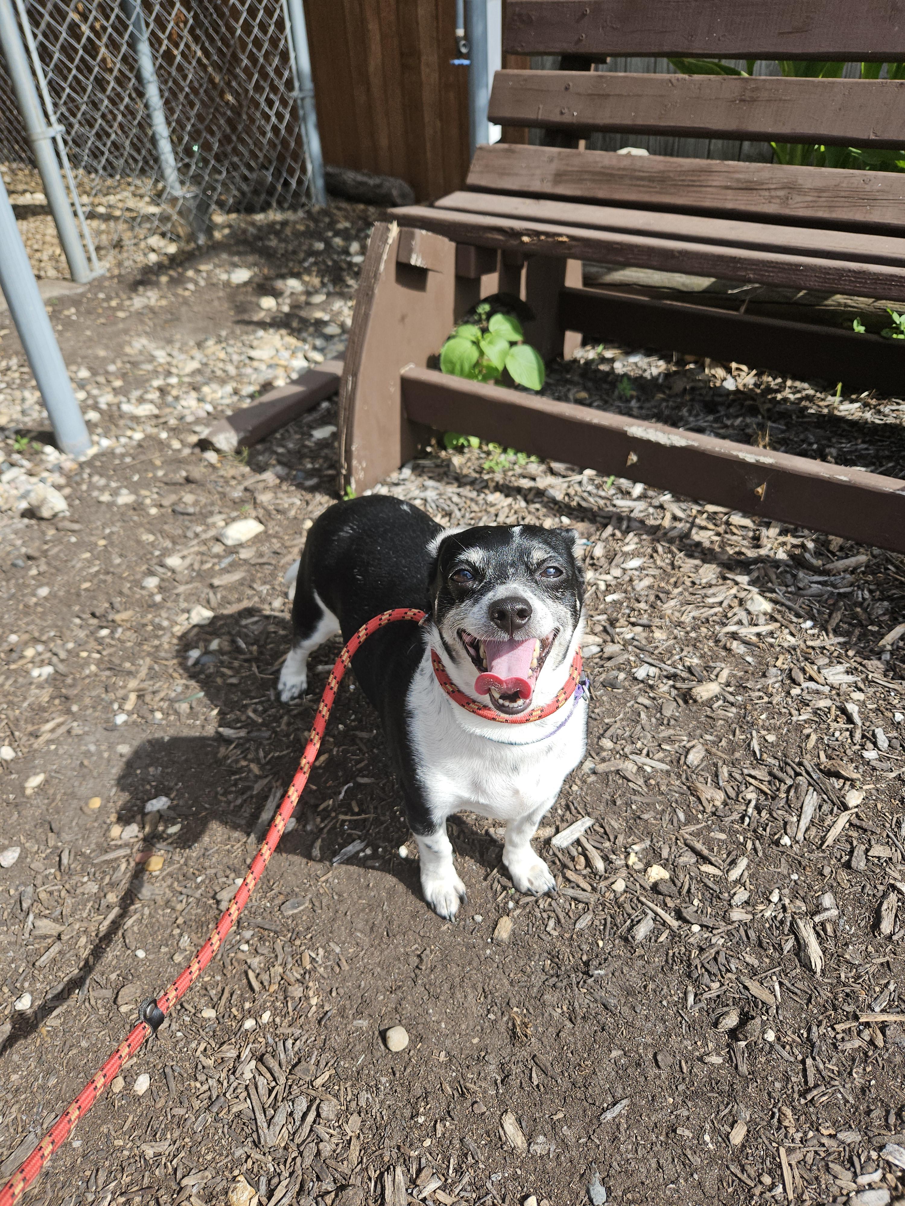 Enlarge Flounder, a ADOPTABLE Chihuahua in Plano, TX image 6/6