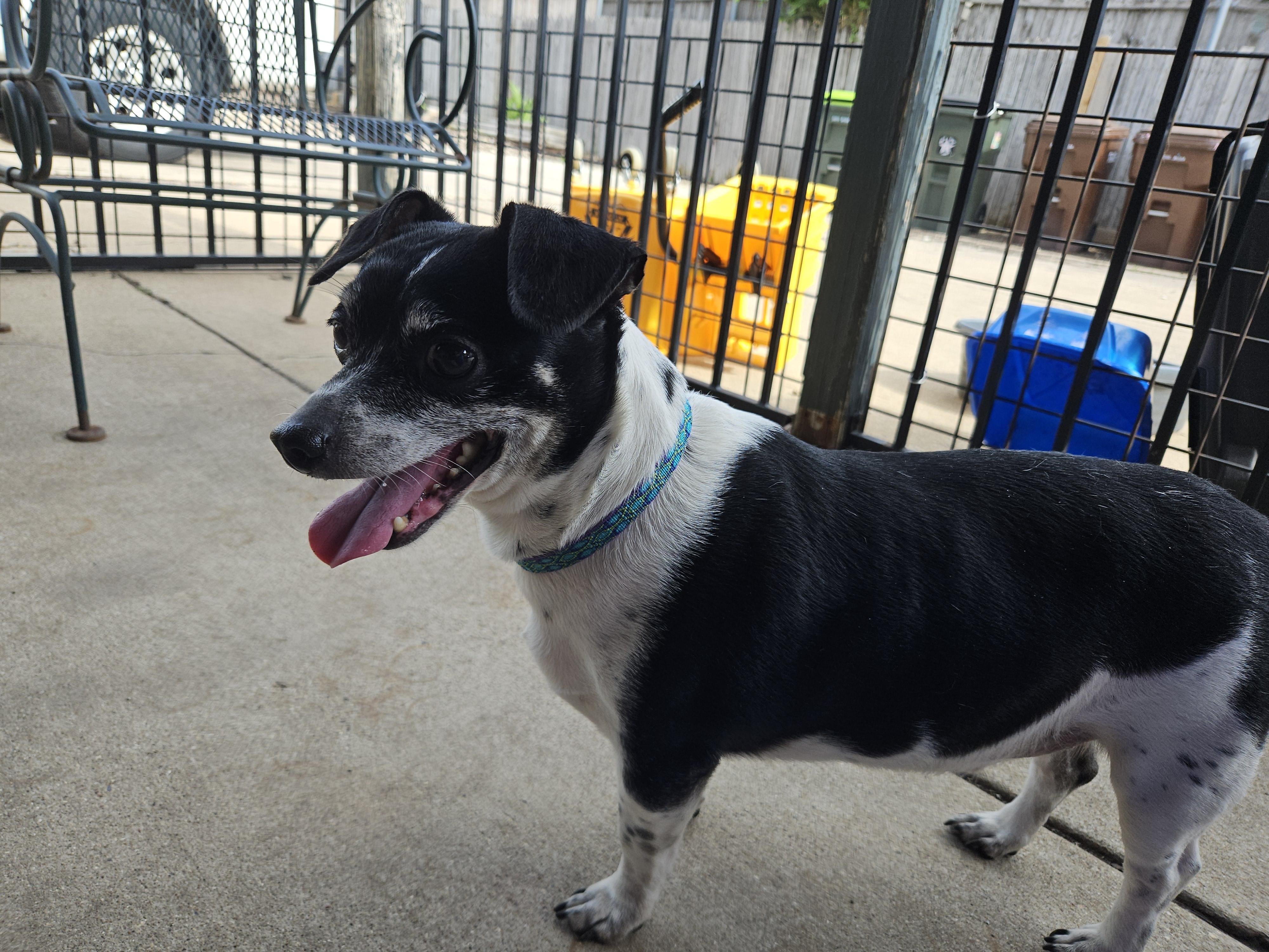 Enlarge Flounder, a ADOPTABLE Chihuahua in Plano, TX image 3/6