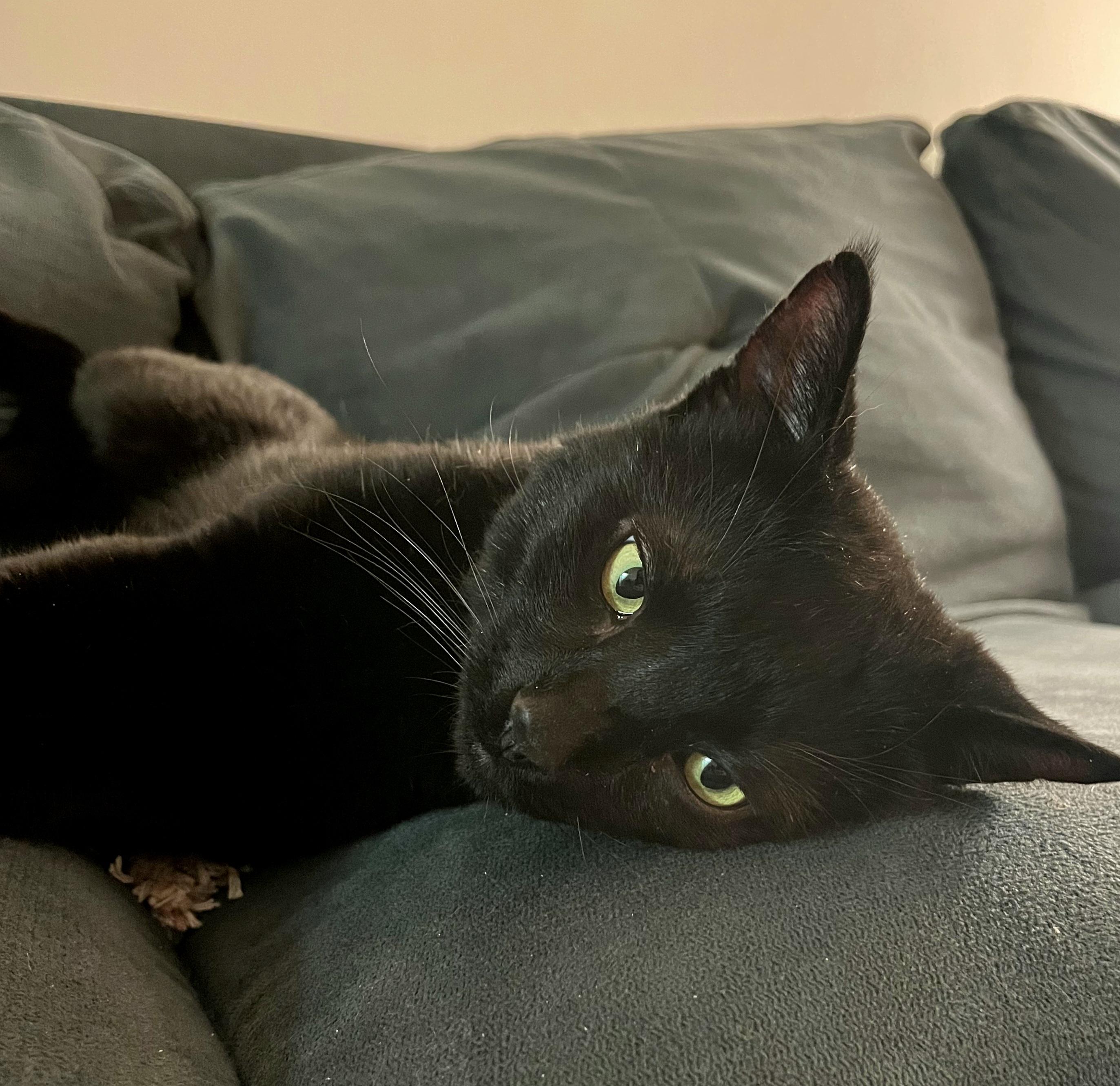 Enlarge Maurice, a ADOPTABLE Domestic Short Hair in Ridgewood, NY image 1/6