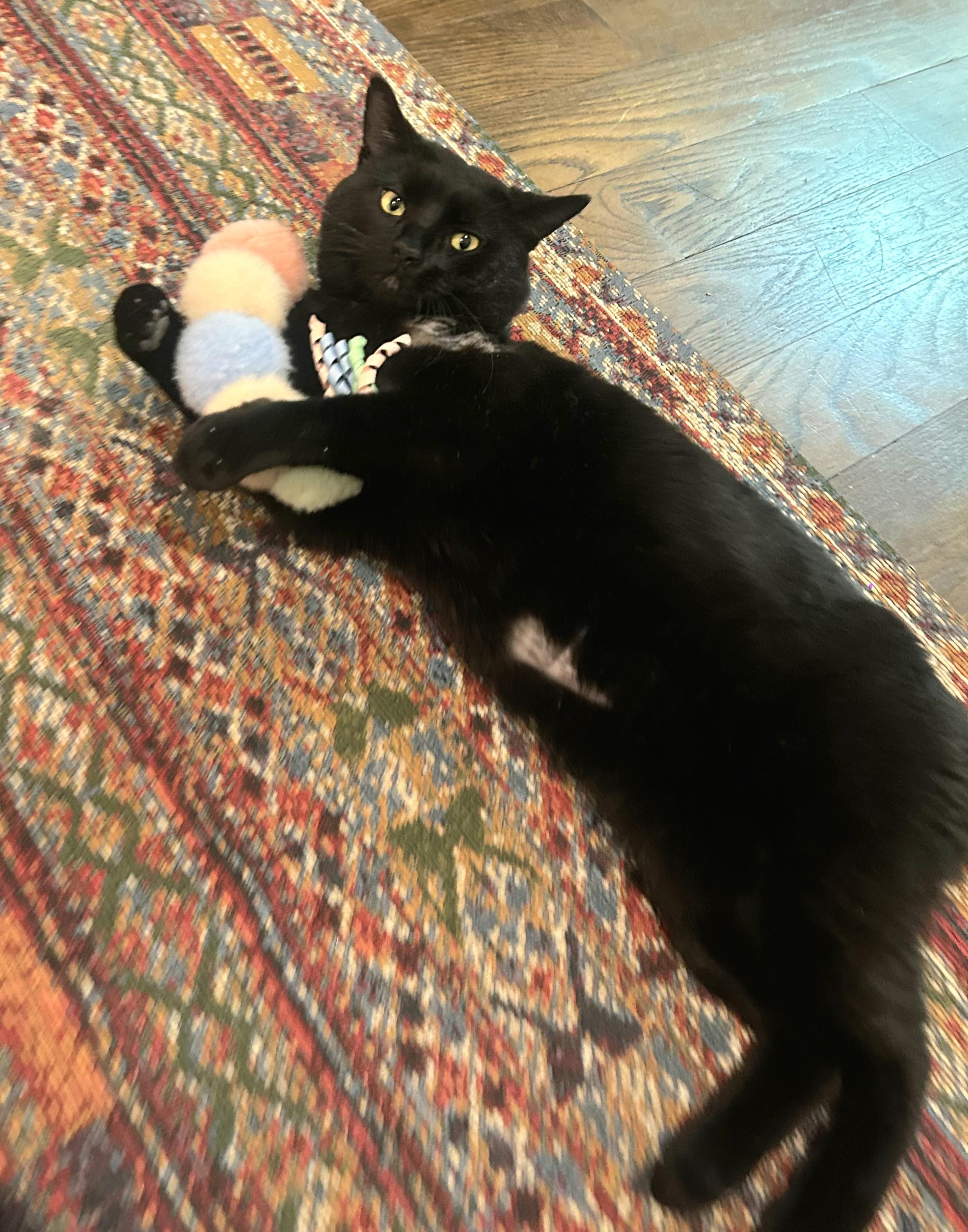 Enlarge Maurice, a ADOPTABLE Domestic Short Hair in Ridgewood, NY image 3/6