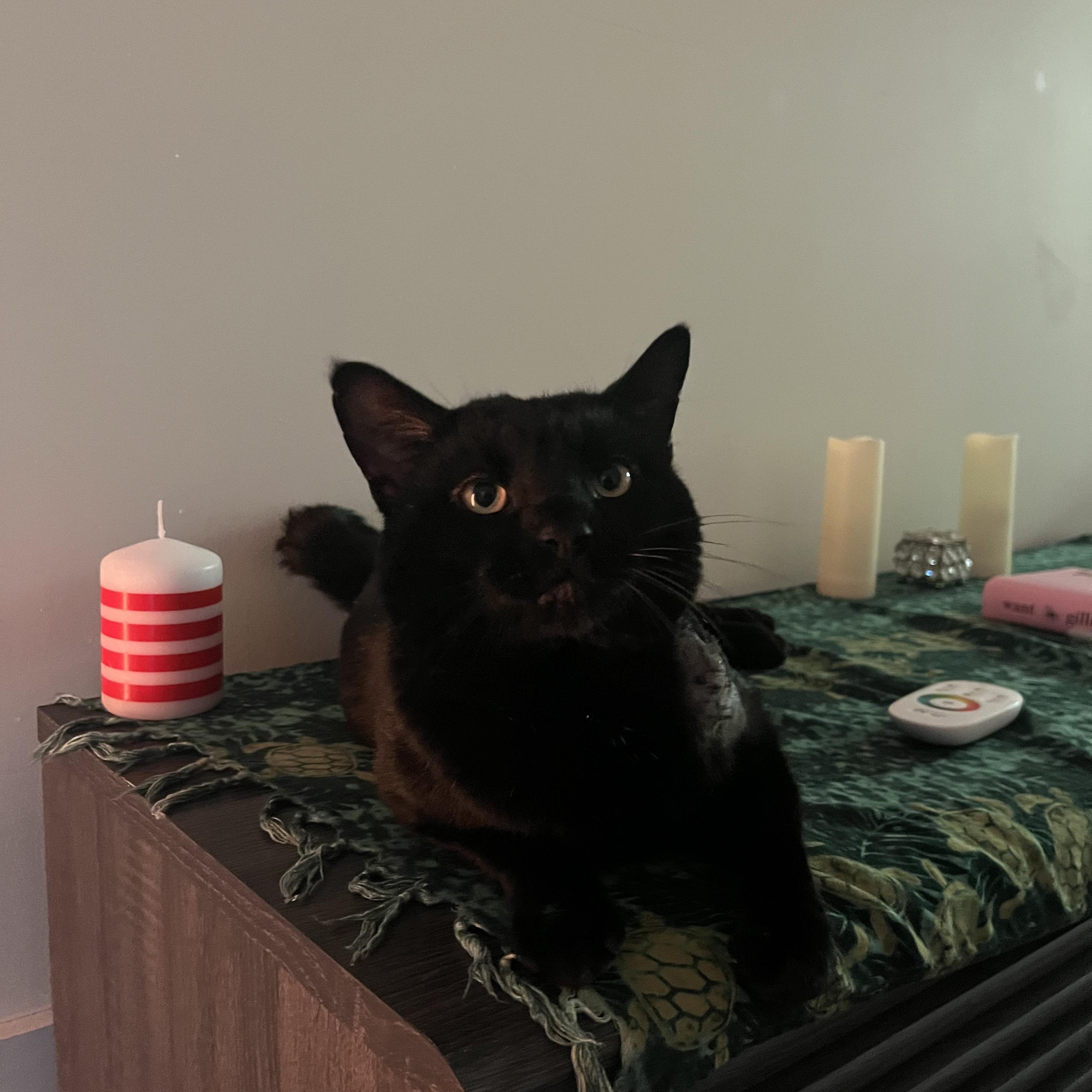 Enlarge Maurice, a ADOPTABLE Domestic Short Hair in Ridgewood, NY image 2/6