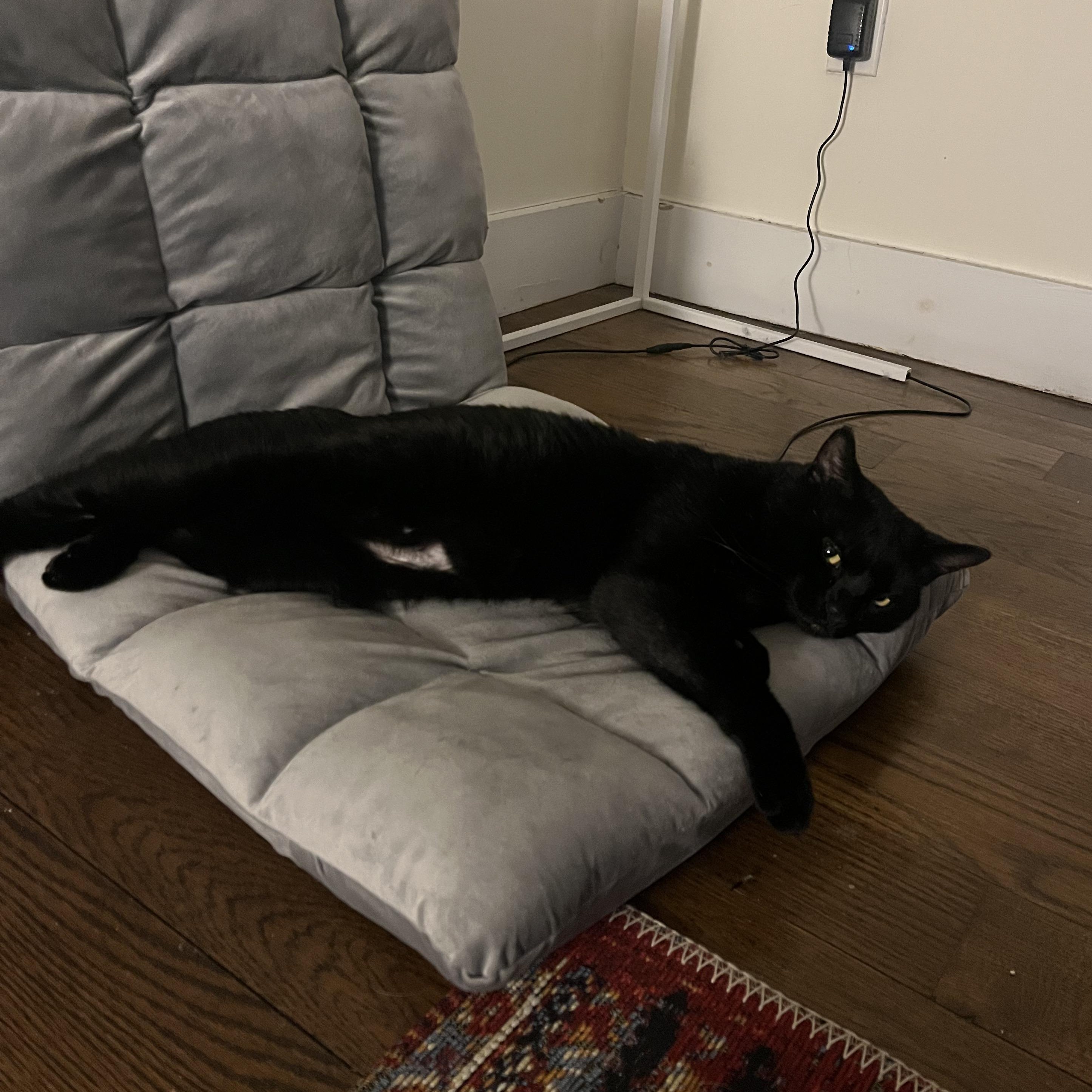 Enlarge Maurice, a ADOPTABLE Domestic Short Hair in Ridgewood, NY image 5/6