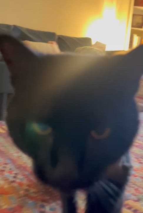 Enlarge Maurice, a ADOPTABLE Domestic Short Hair in Ridgewood, NY video 4/6