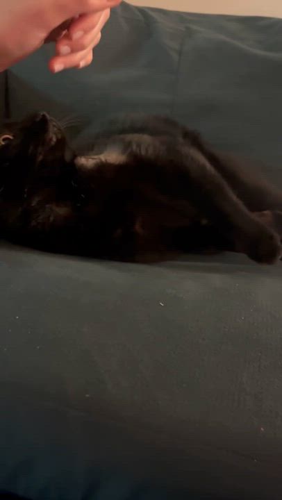 Enlarge Maurice, a ADOPTABLE Domestic Short Hair in Ridgewood, NY video 6/6