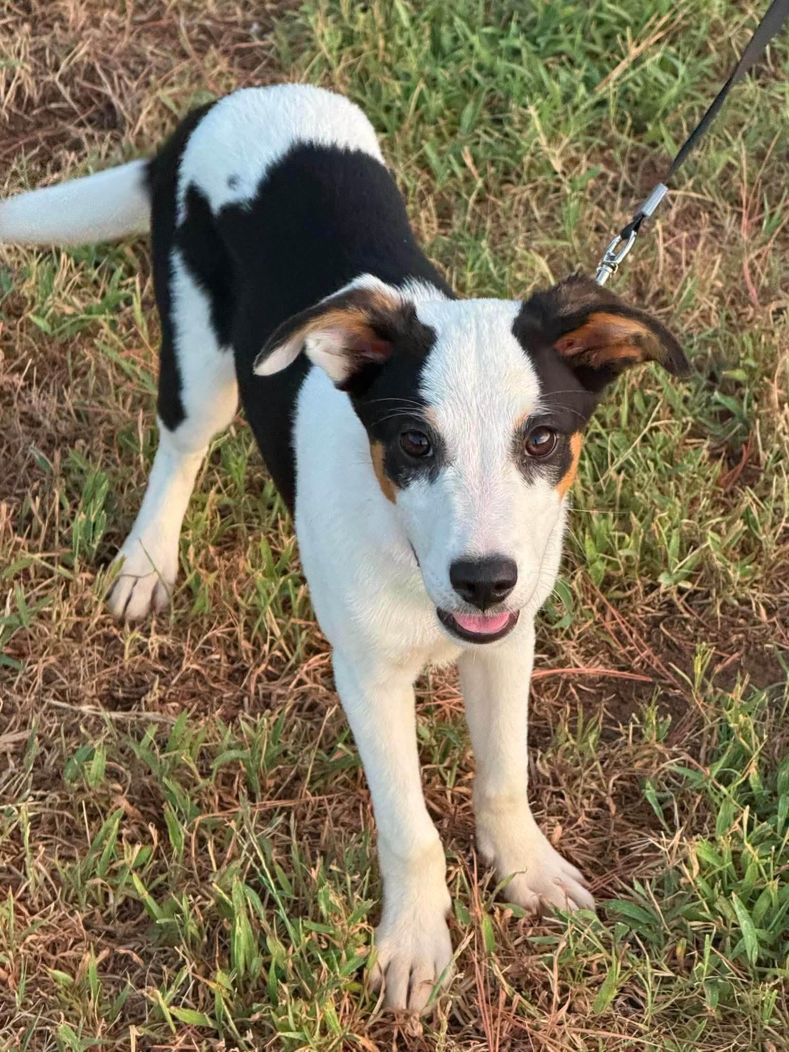Meadow, ADOPTABLE, Young Female Terrier.