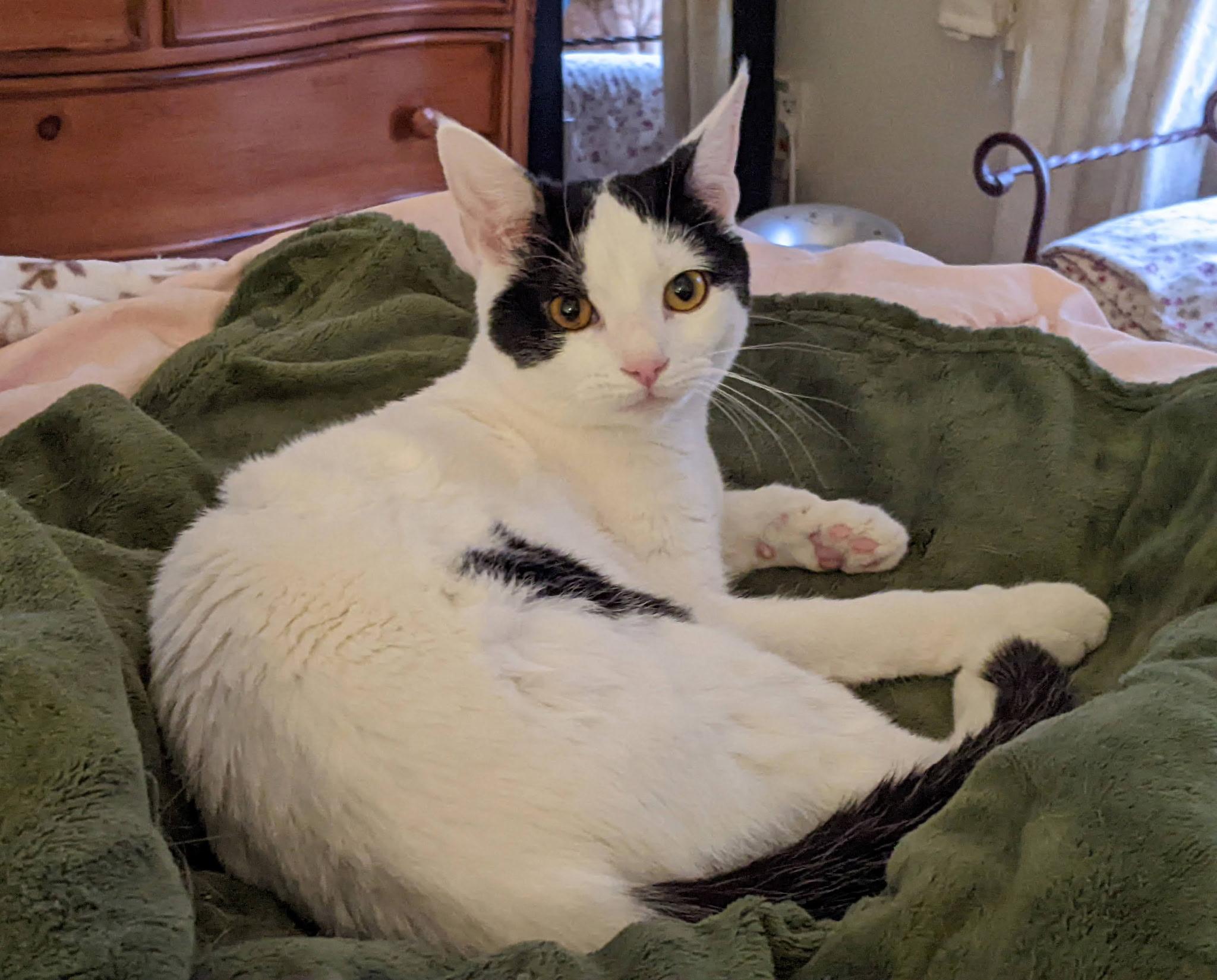 Mookie, Adoptable, Young Male Domestic Short Hair.