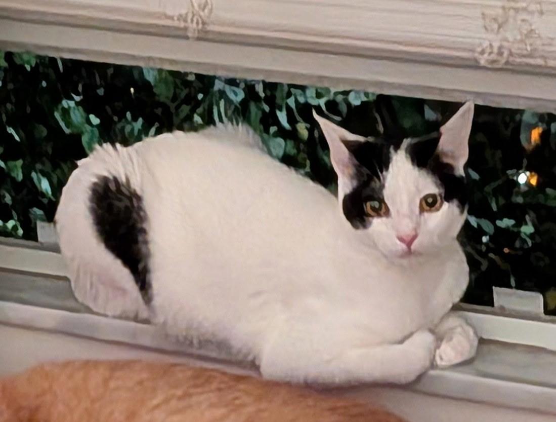 Mookie — thumbnail 2