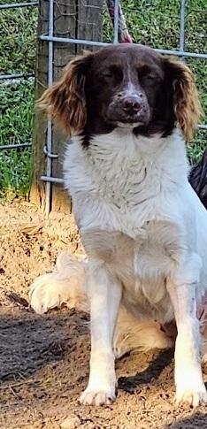 Nyla-White Brown//Vyxen-White/Tan, Adoptable, Young Female Aussiedoodle.