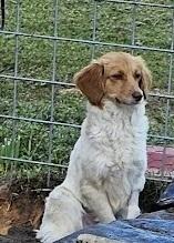 Nyla-White Brown//Vyxen-White/Tan, a Adoptable mixed breed in Gretna, FL image 2/2