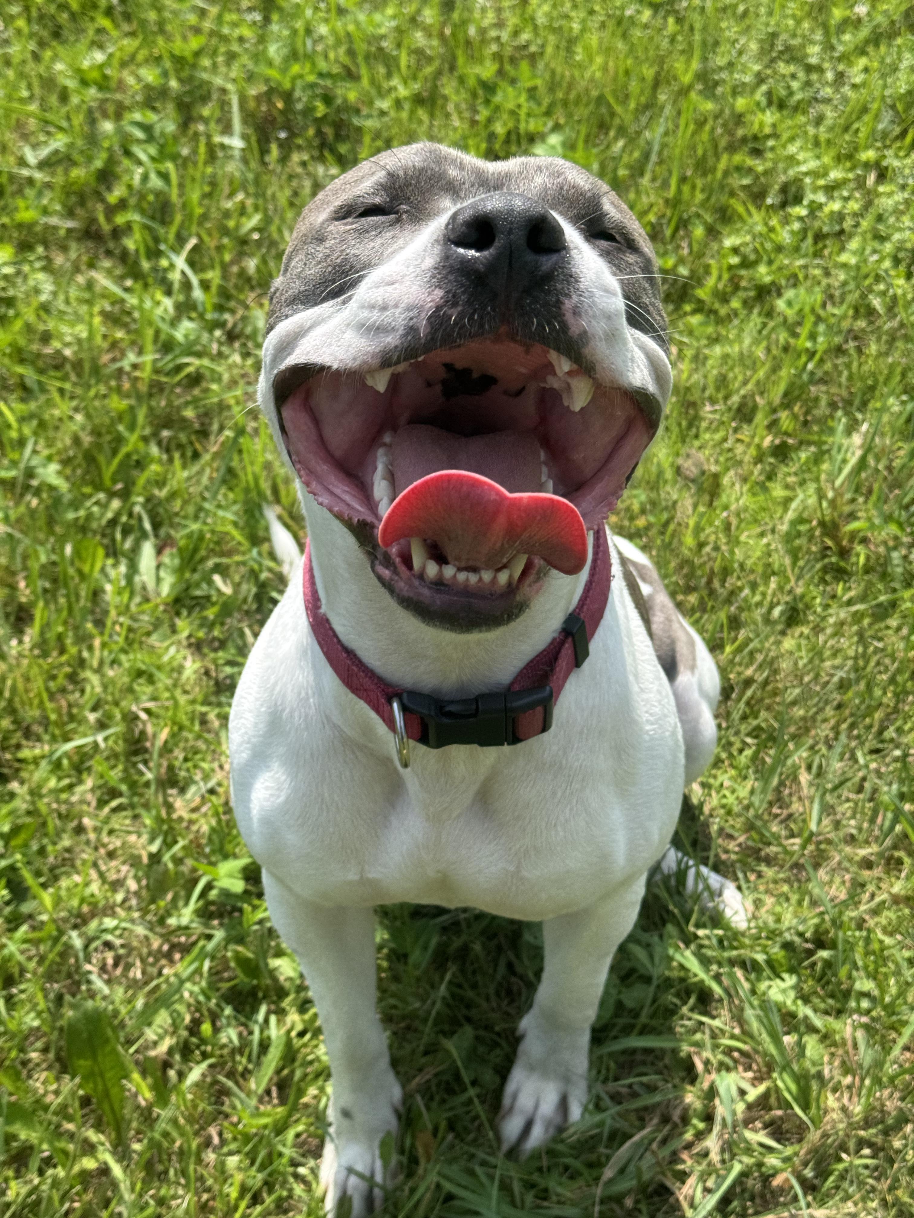 Angel - foster needed, Young Female Pit Bull Terrier