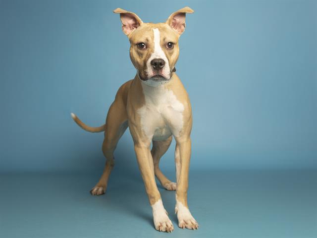 Enlarge ZIA, a Adoptable mixed breed in Phoenix, AZ image 1/2