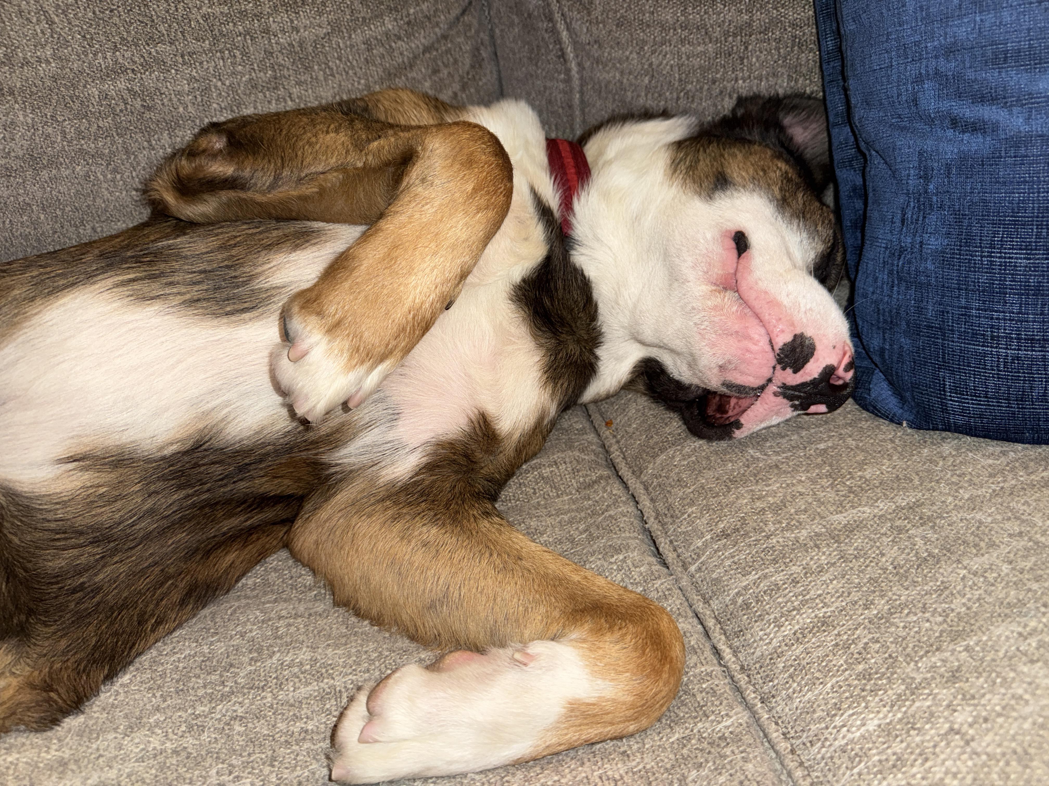 Orion, a Adopted mixed breed in Denver, CO image 1/6