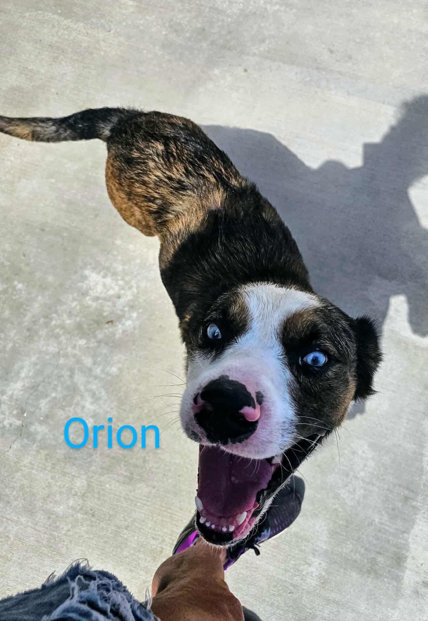 Orion, a Adopted mixed breed in Denver, CO image 2/6