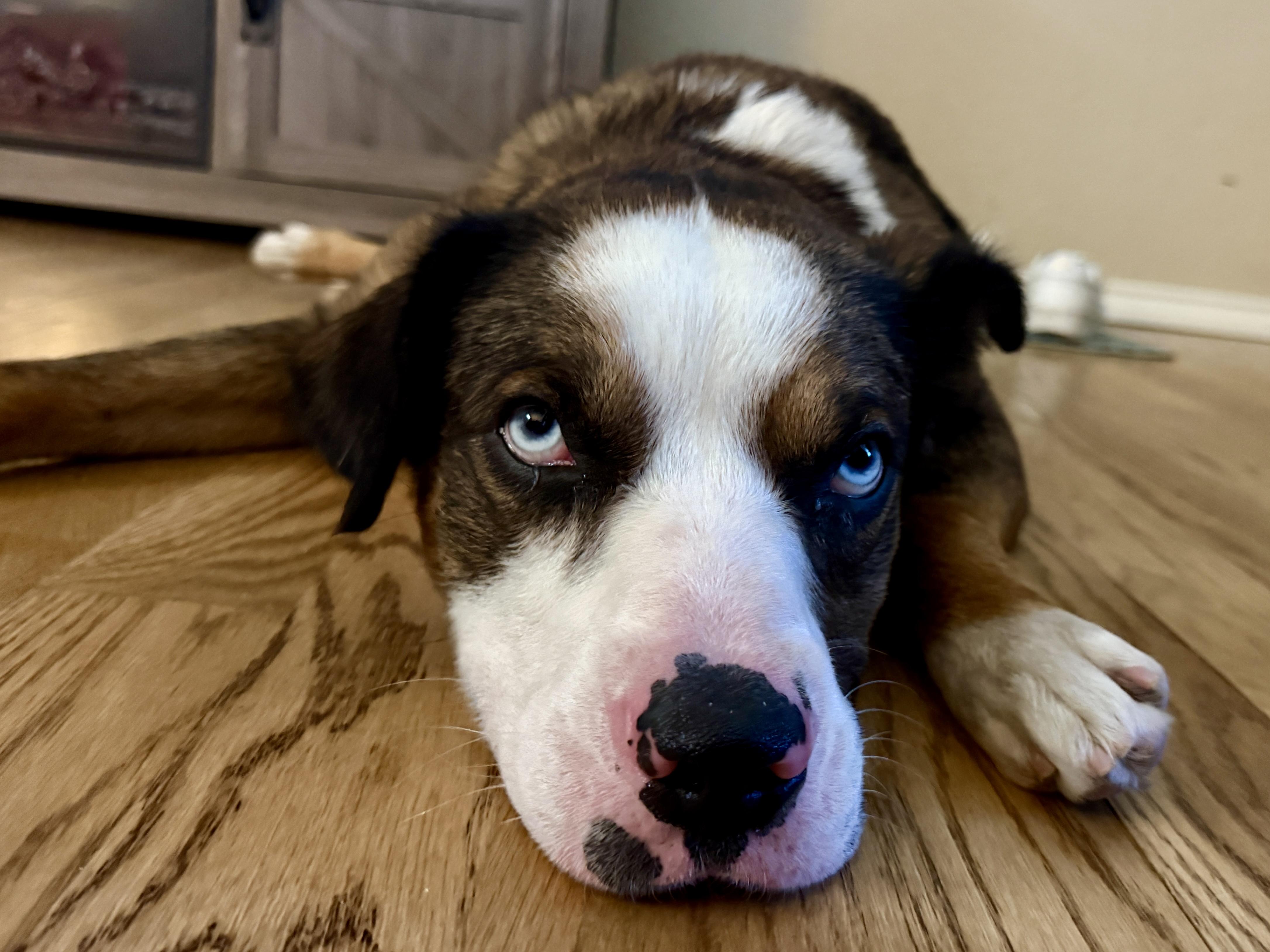 Orion, a Adopted mixed breed in Denver, CO image 3/6