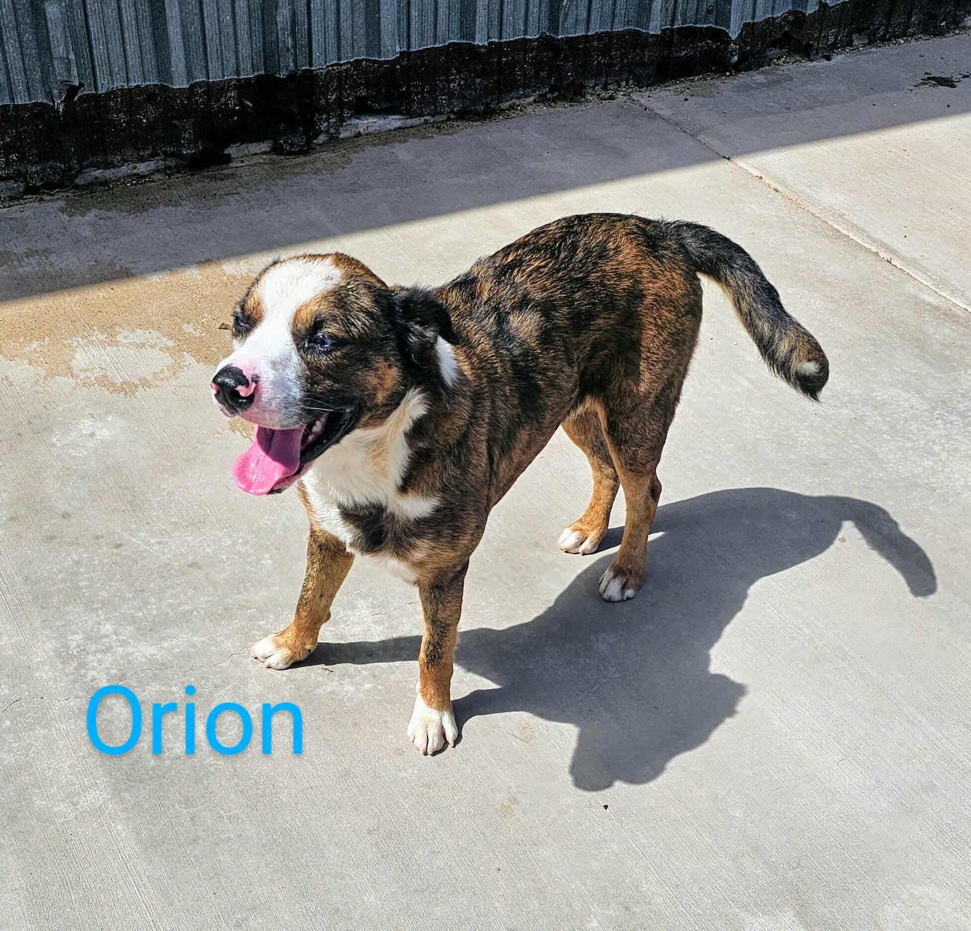 Orion, a Adopted mixed breed in Denver, CO image 4/6