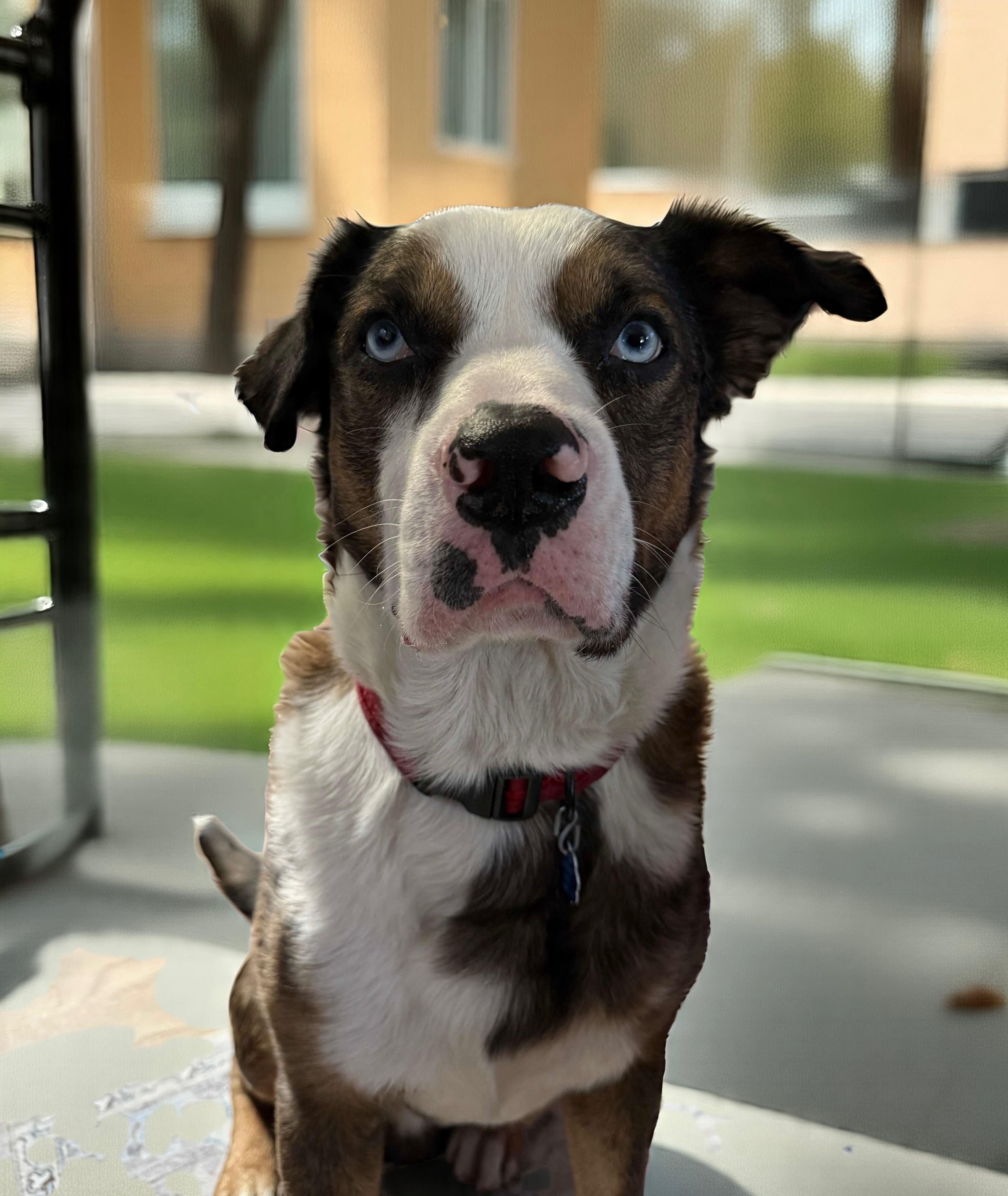 Orion, a Adopted mixed breed in Denver, CO image 5/6