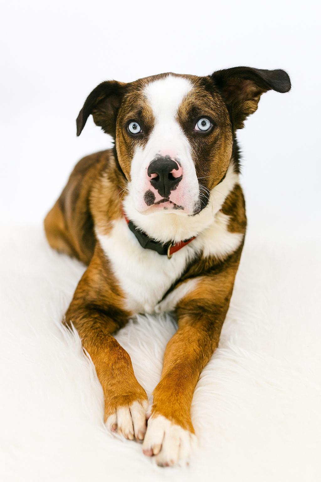 Orion, a Adopted mixed breed in Denver, CO image 6/6