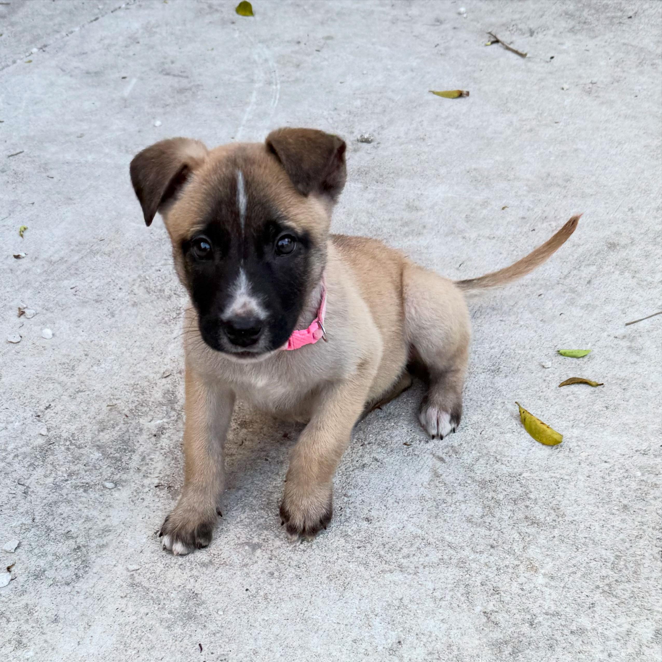 Daisy, ADOPTABLE, Puppy Female German Shepherd Dog & Belgian Shepherd / Malinois.