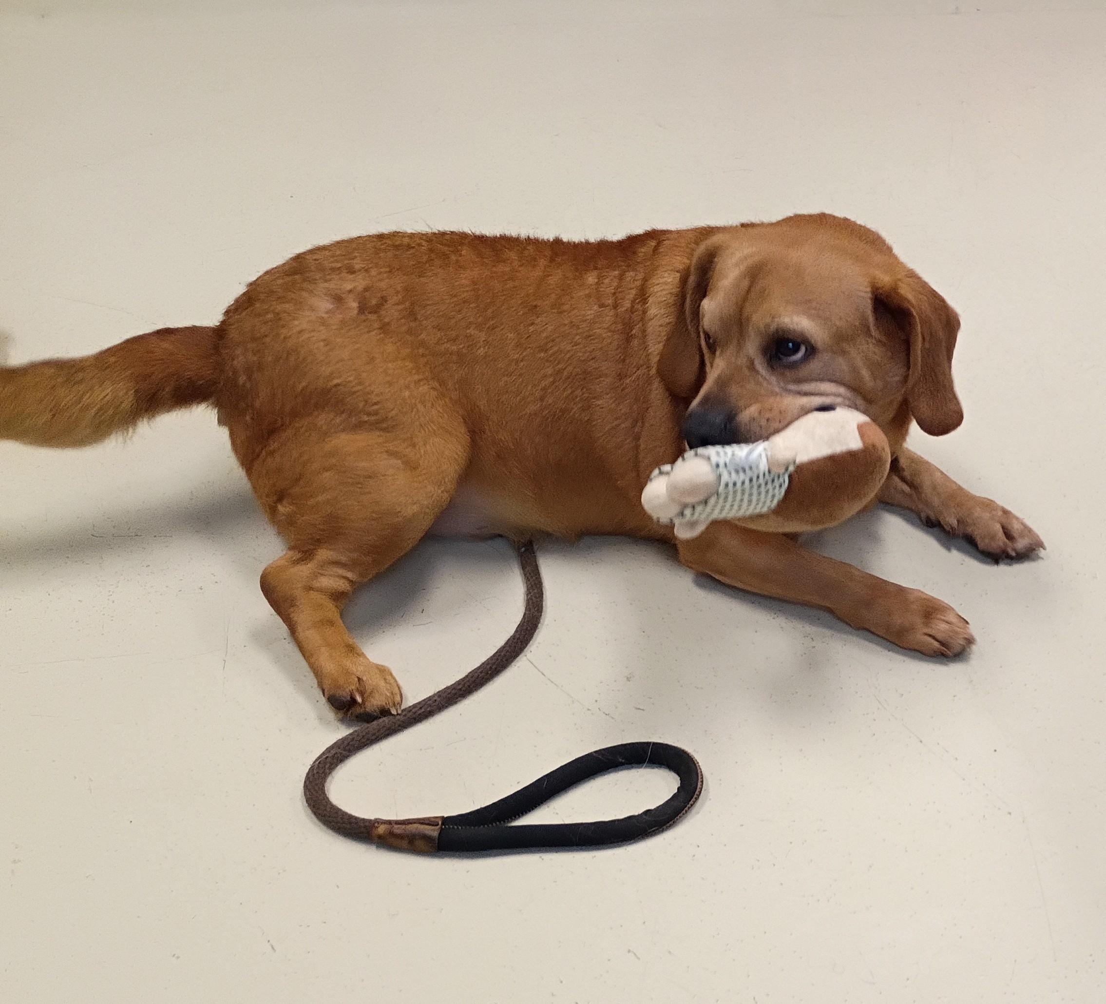 Enlarge Scrappy, a Adoptable mixed breed in Springfield, OH image 5/6