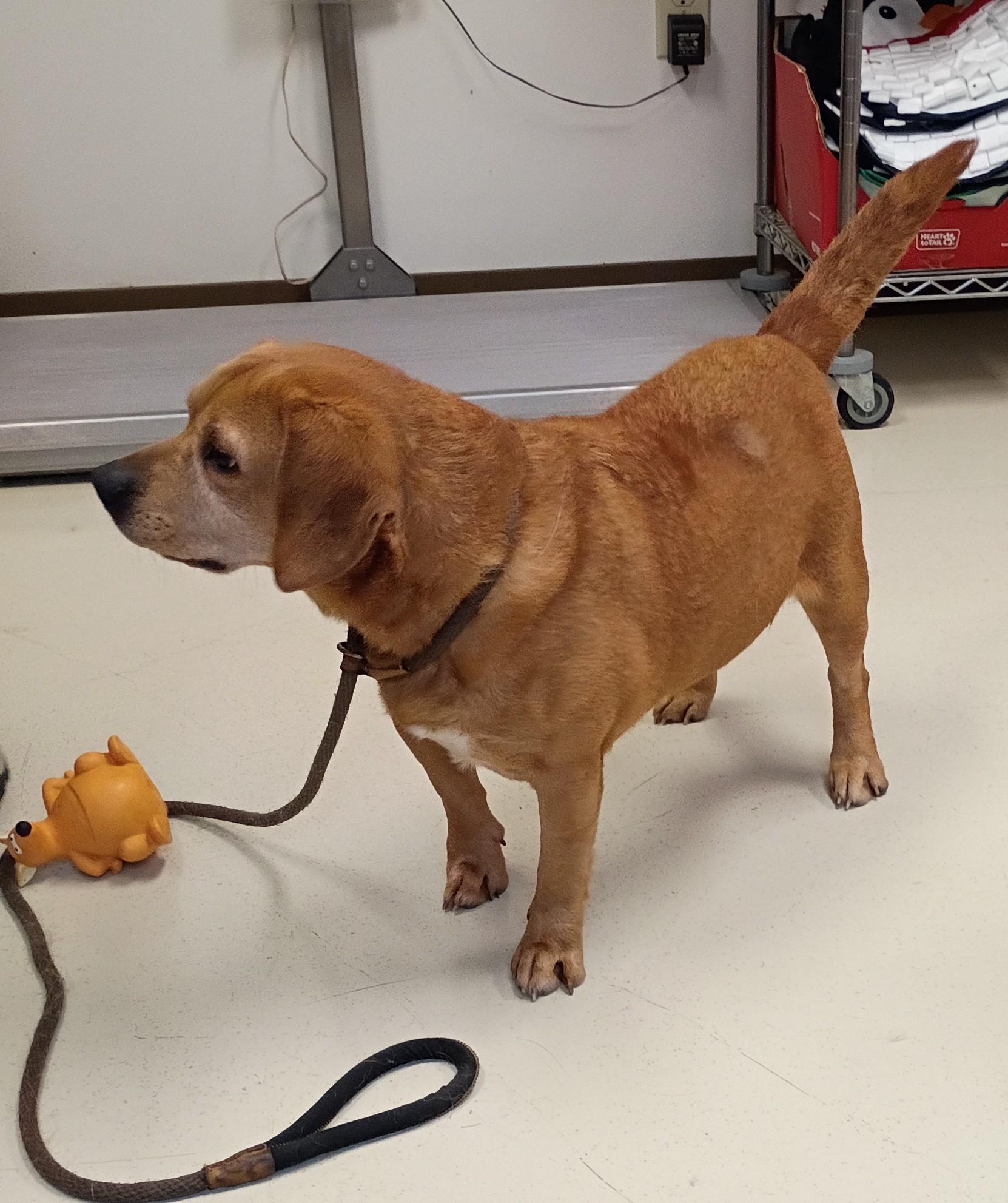 Enlarge Scrappy, a Adoptable mixed breed in Springfield, OH image 2/6