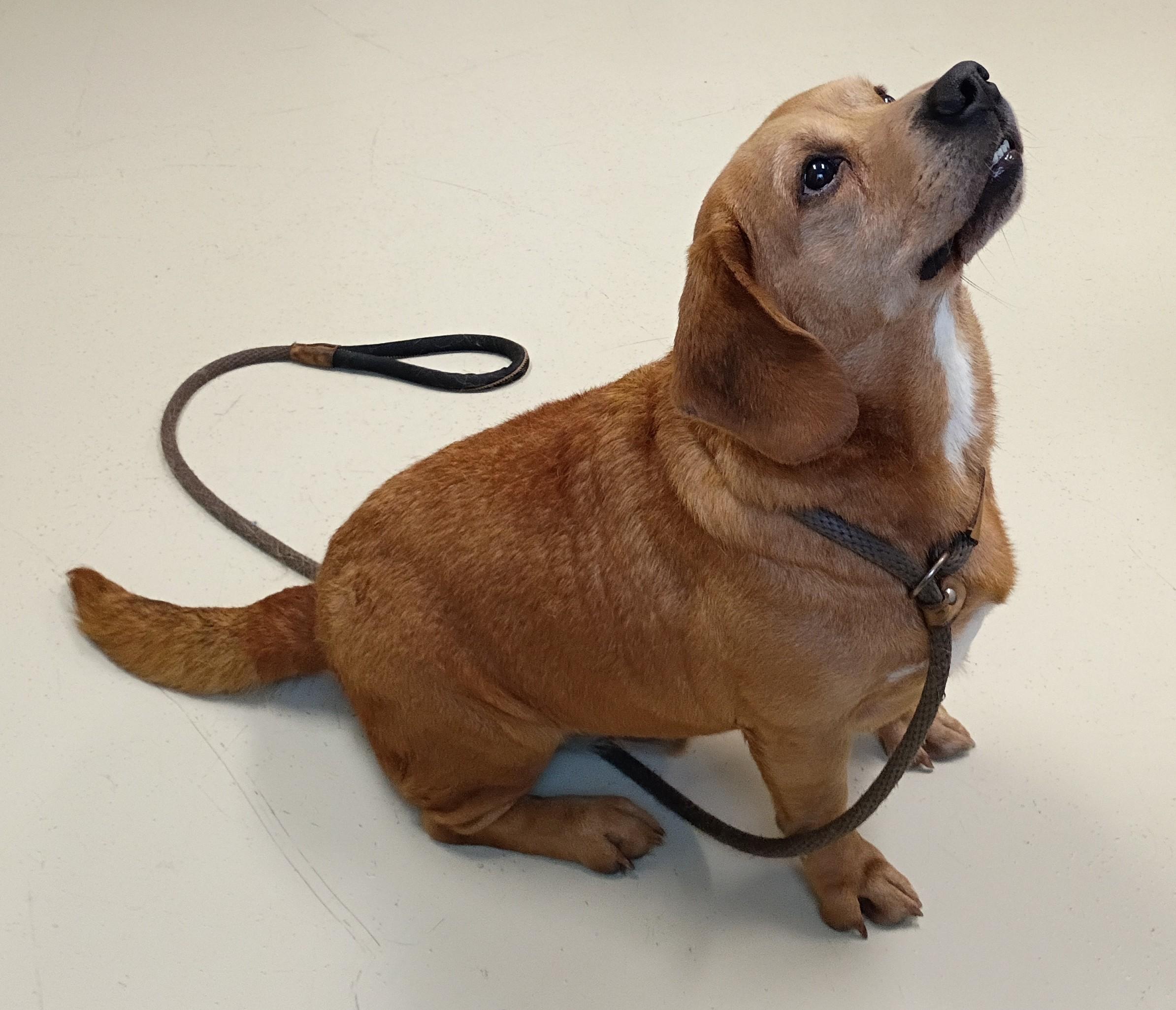 Enlarge Scrappy, a Adoptable mixed breed in Springfield, OH image 6/6