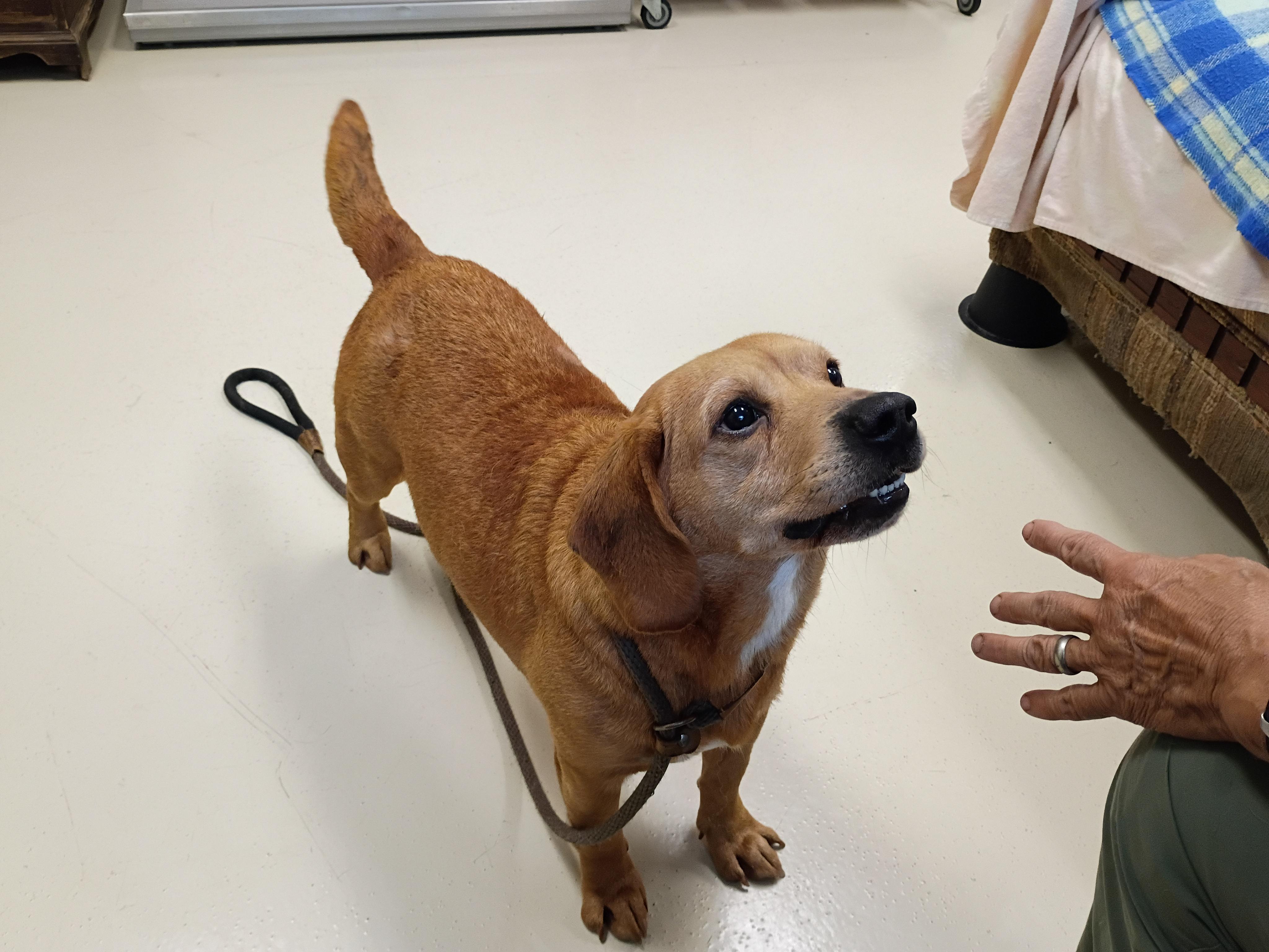 Enlarge Scrappy, a Adoptable mixed breed in Springfield, OH image 4/6