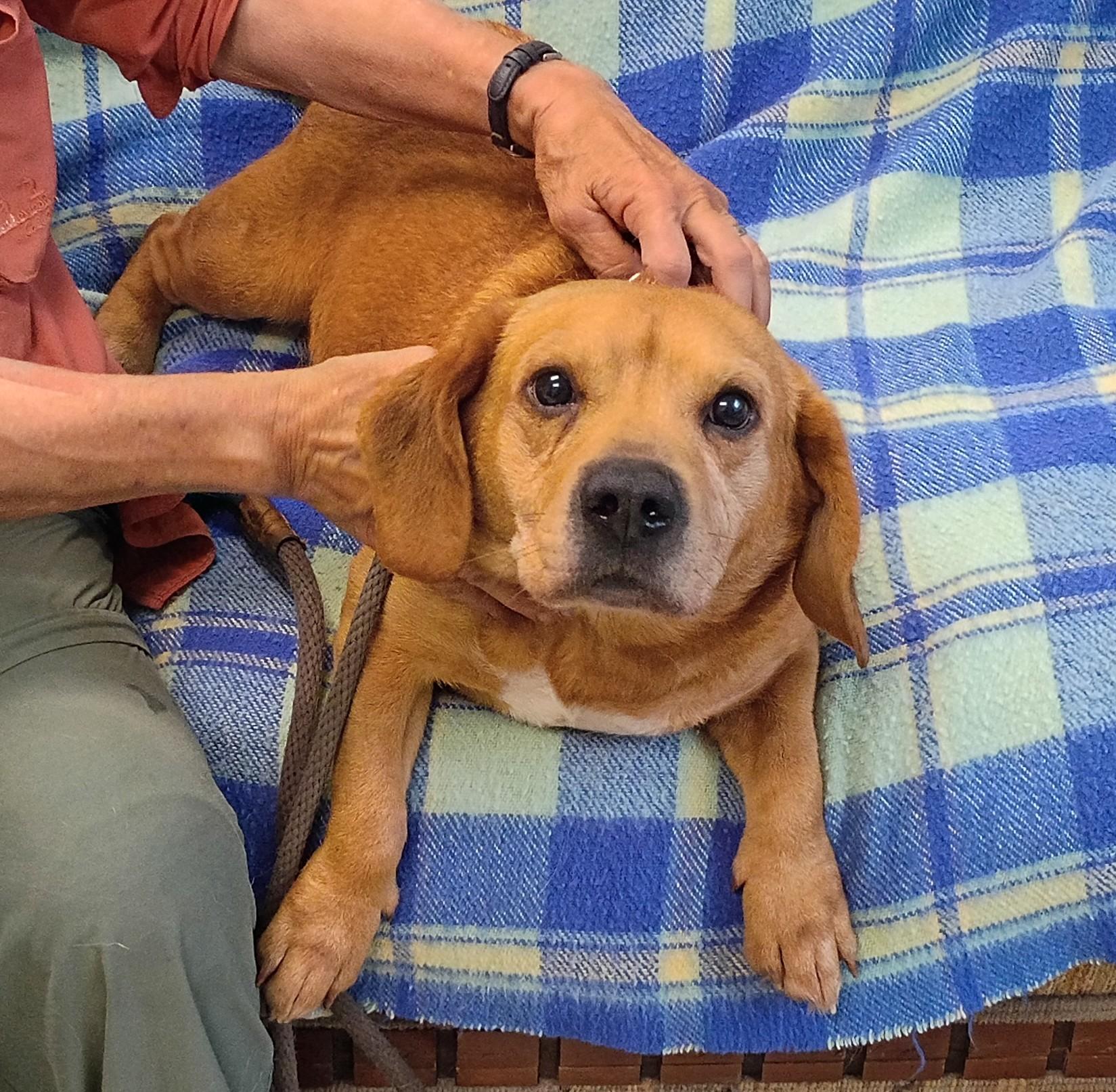 Scrappy, Adoptable, Adult Male Beagle.