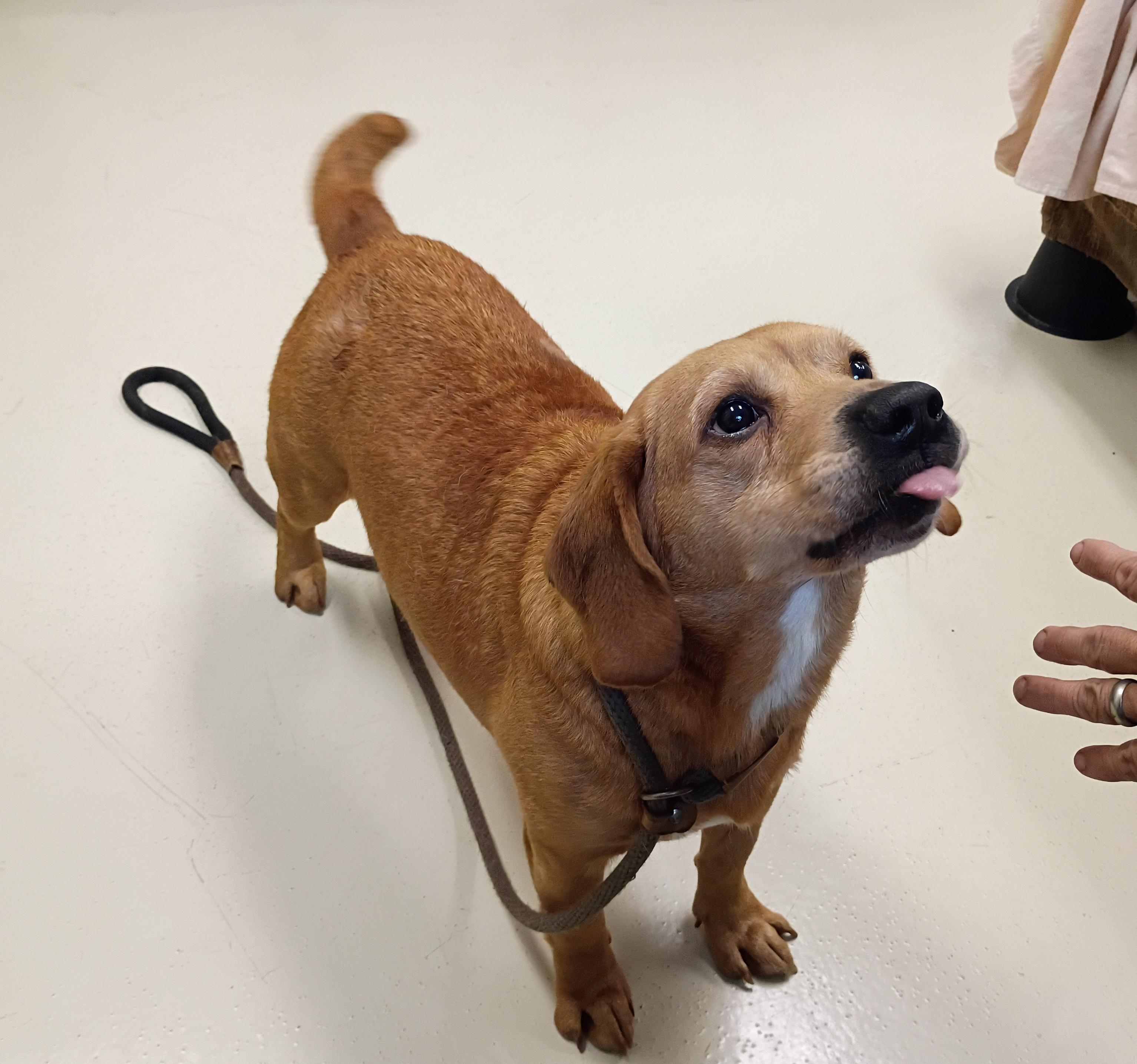 Enlarge Scrappy, a Adoptable mixed breed in Springfield, OH image 3/6