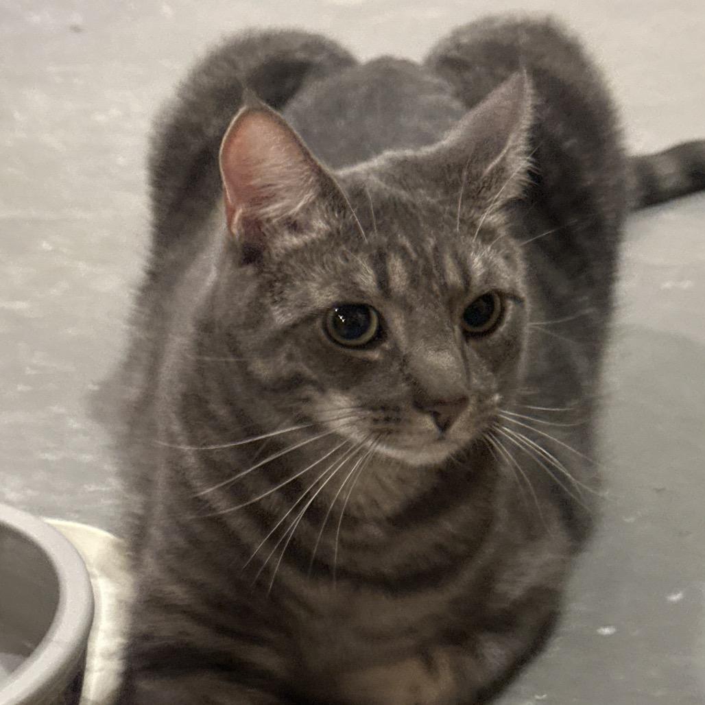 Reese's puffs, Adoptable, Adult Male Domestic Short Hair.