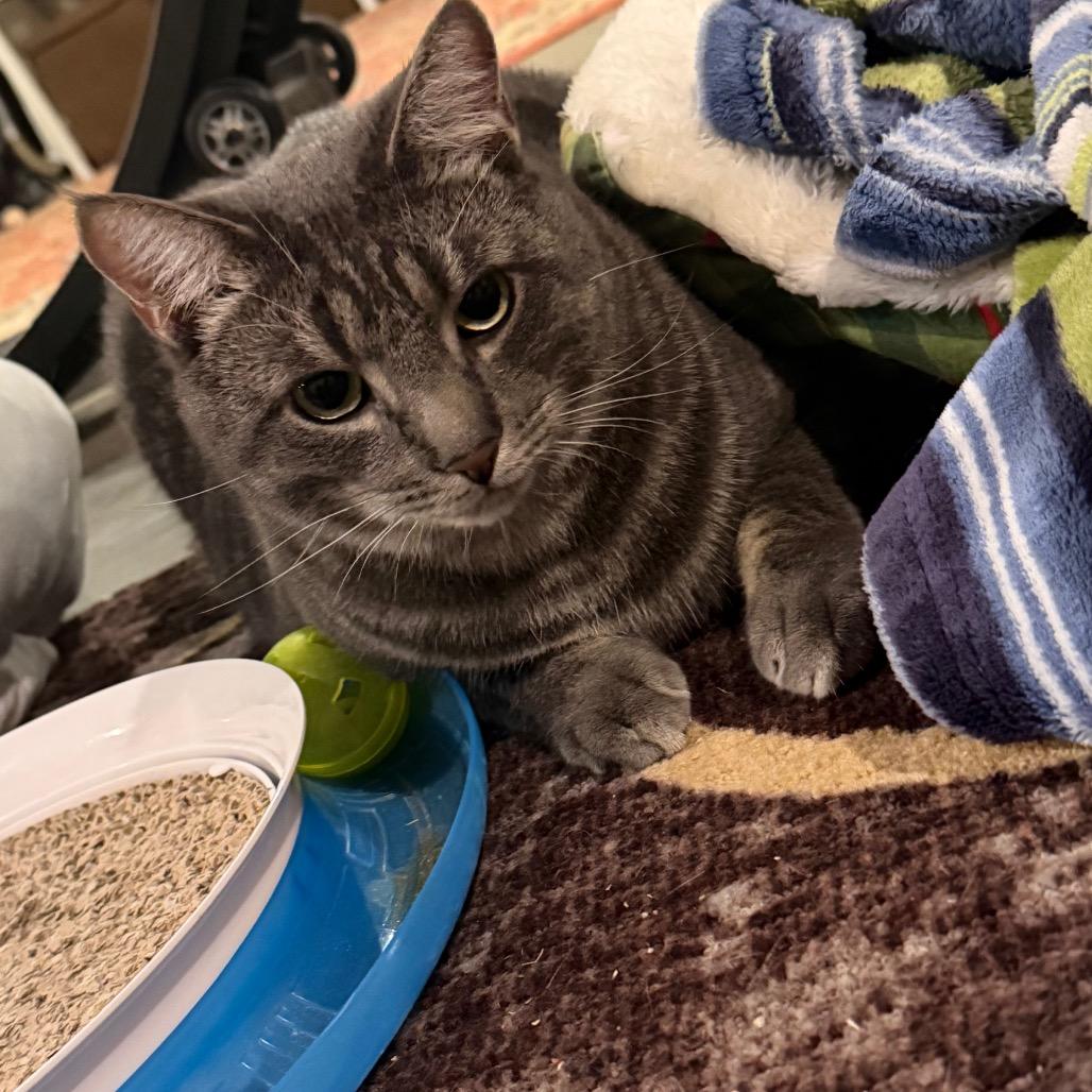 Enlarge Reese's puffs, a Adoptable Domestic Short Hair in Reisterstown, MD image 2/3