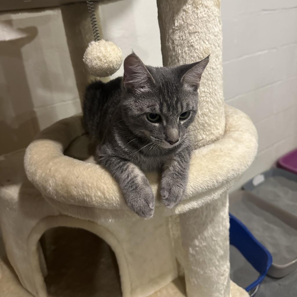 Enlarge Reese's puffs, a Adoptable Domestic Short Hair in Reisterstown, MD image 3/3