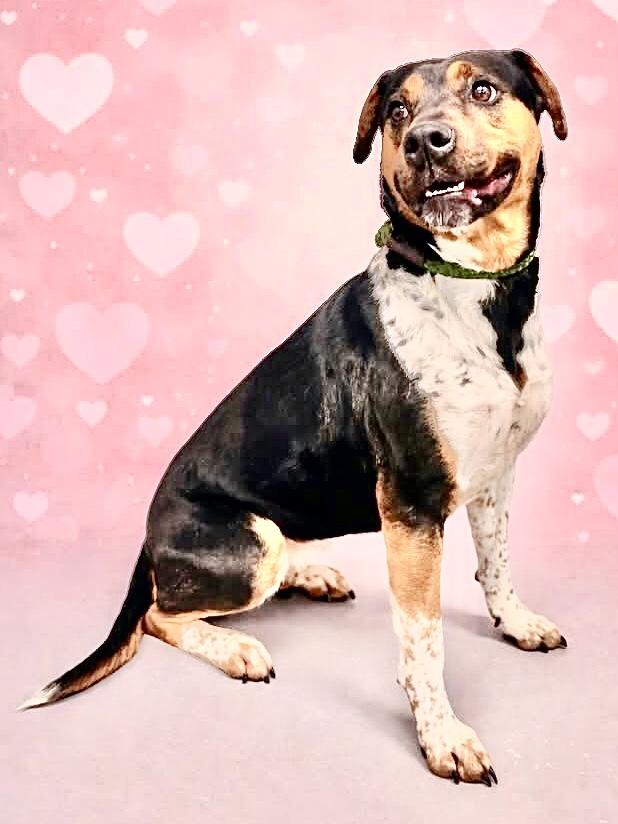 Enlarge BEAN, an adopted mixed breed in Beechbottom, WV image 2/2