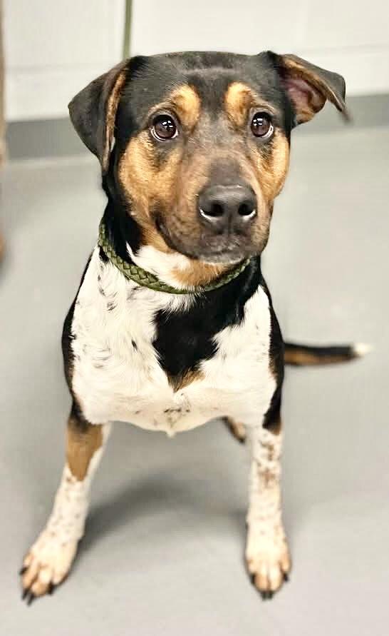 BEAN, adopted, Adult Female Hound.