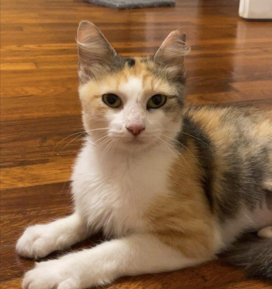 Enlarge Cranky, a Adoptable Domestic Short Hair in Parma, OH image 1/1