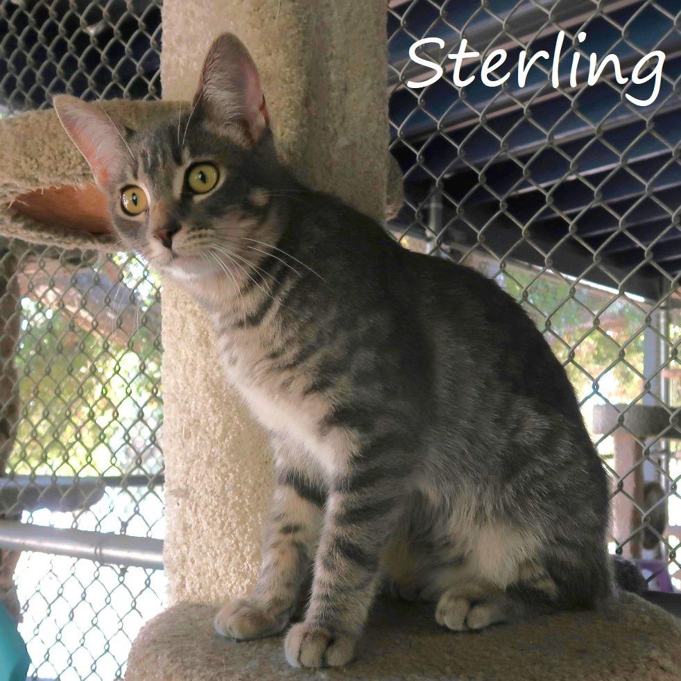 Sterling, Adoptable, Young Female Domestic Short Hair.
