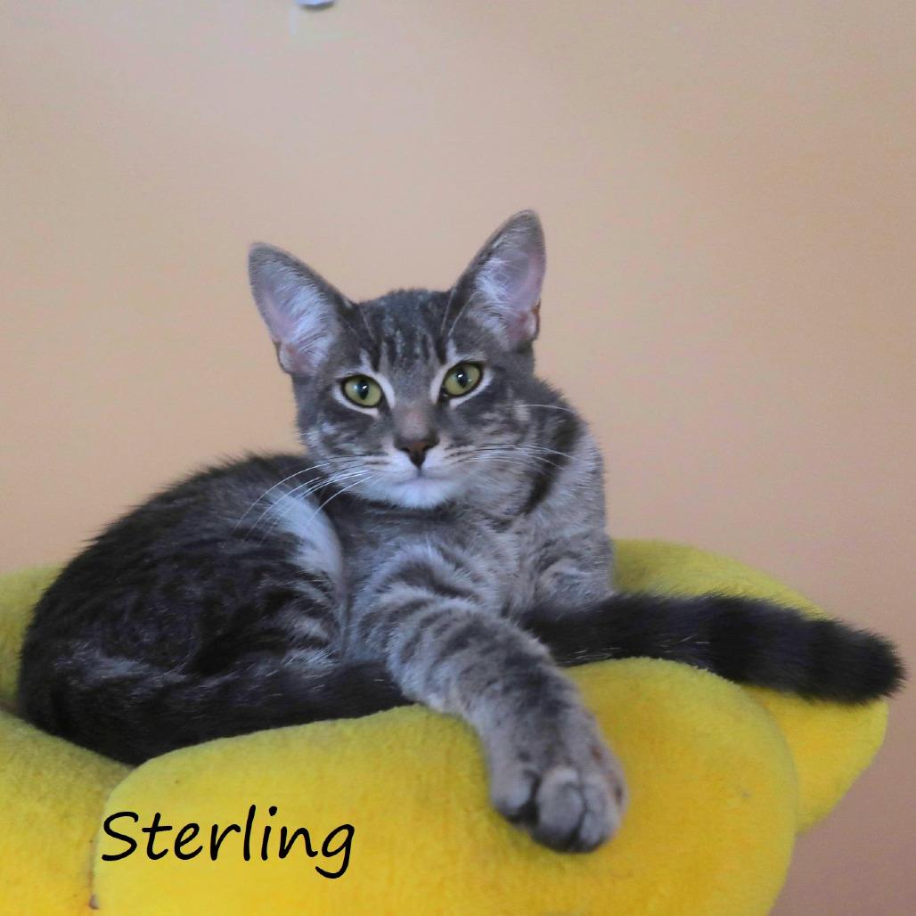 Sterling, a Adoptable Domestic Short Hair in Yucaipa, CA image 2/5