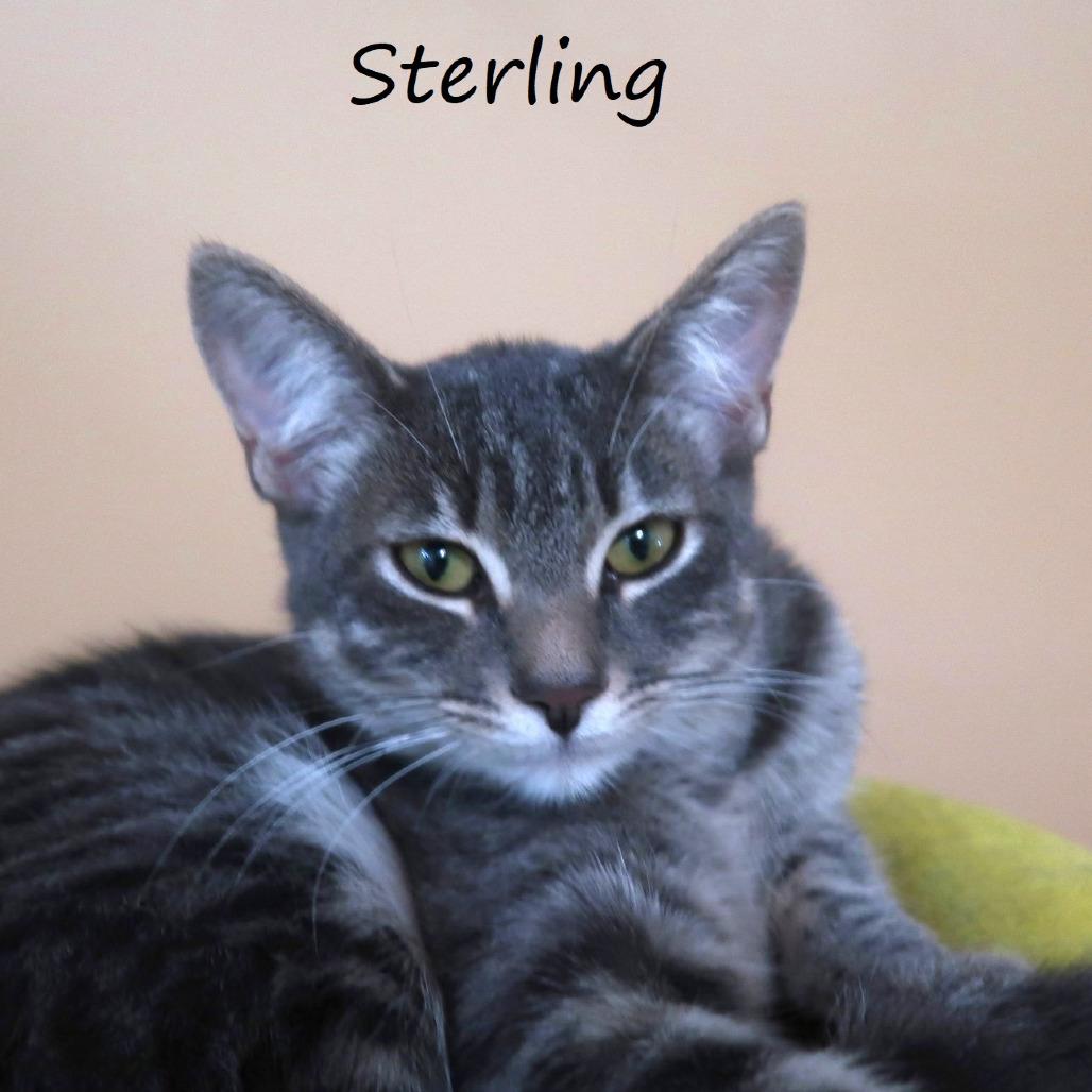 Sterling, a Adoptable Domestic Short Hair in Yucaipa, CA image 3/5