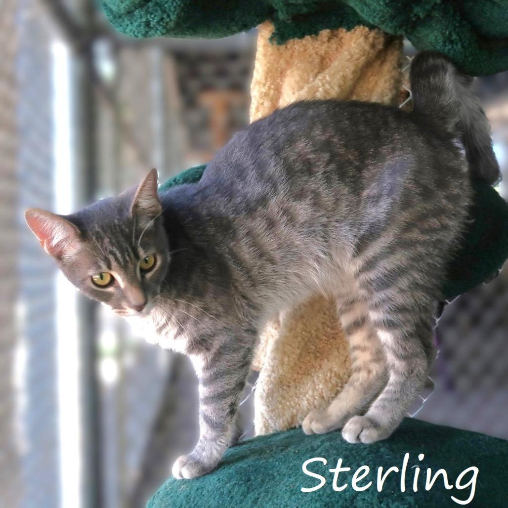 Sterling, a Adoptable Domestic Short Hair in Yucaipa, CA image 4/5