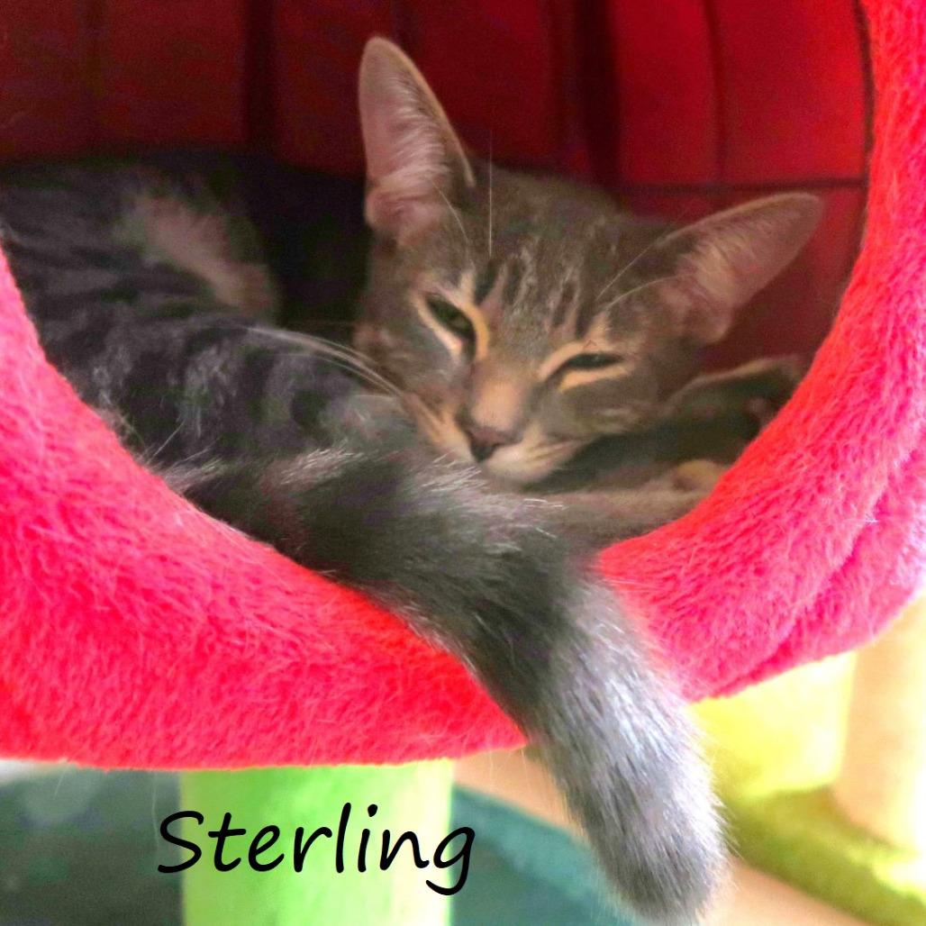 Sterling, a Adoptable Domestic Short Hair in Yucaipa, CA image 5/5