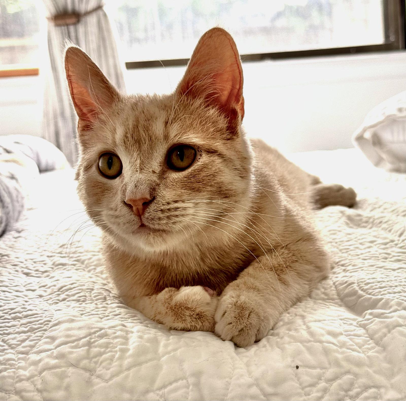 Murray Mashed Potatoes, Adoptable, Young Male Domestic Short Hair.