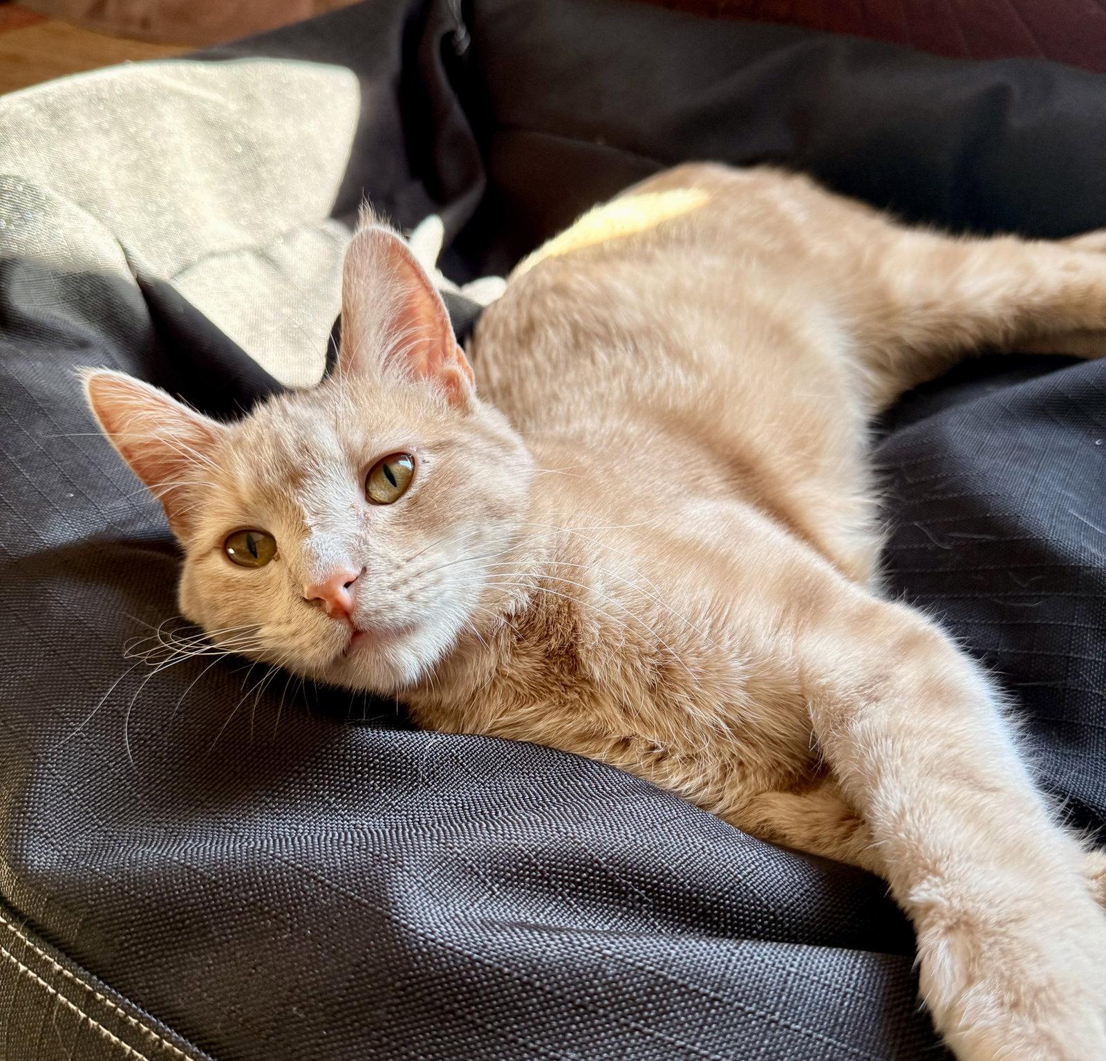 Murray Mashed Potatoes, a Adoptable Domestic Short Hair in Reston, VA image 2/3