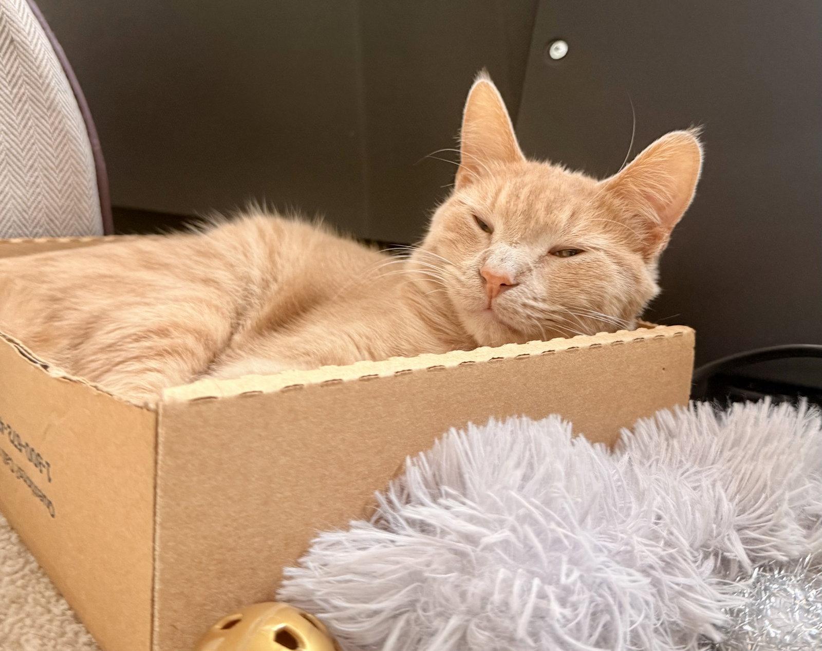 Murray Mashed Potatoes, a Adoptable Domestic Short Hair in Reston, VA image 3/3