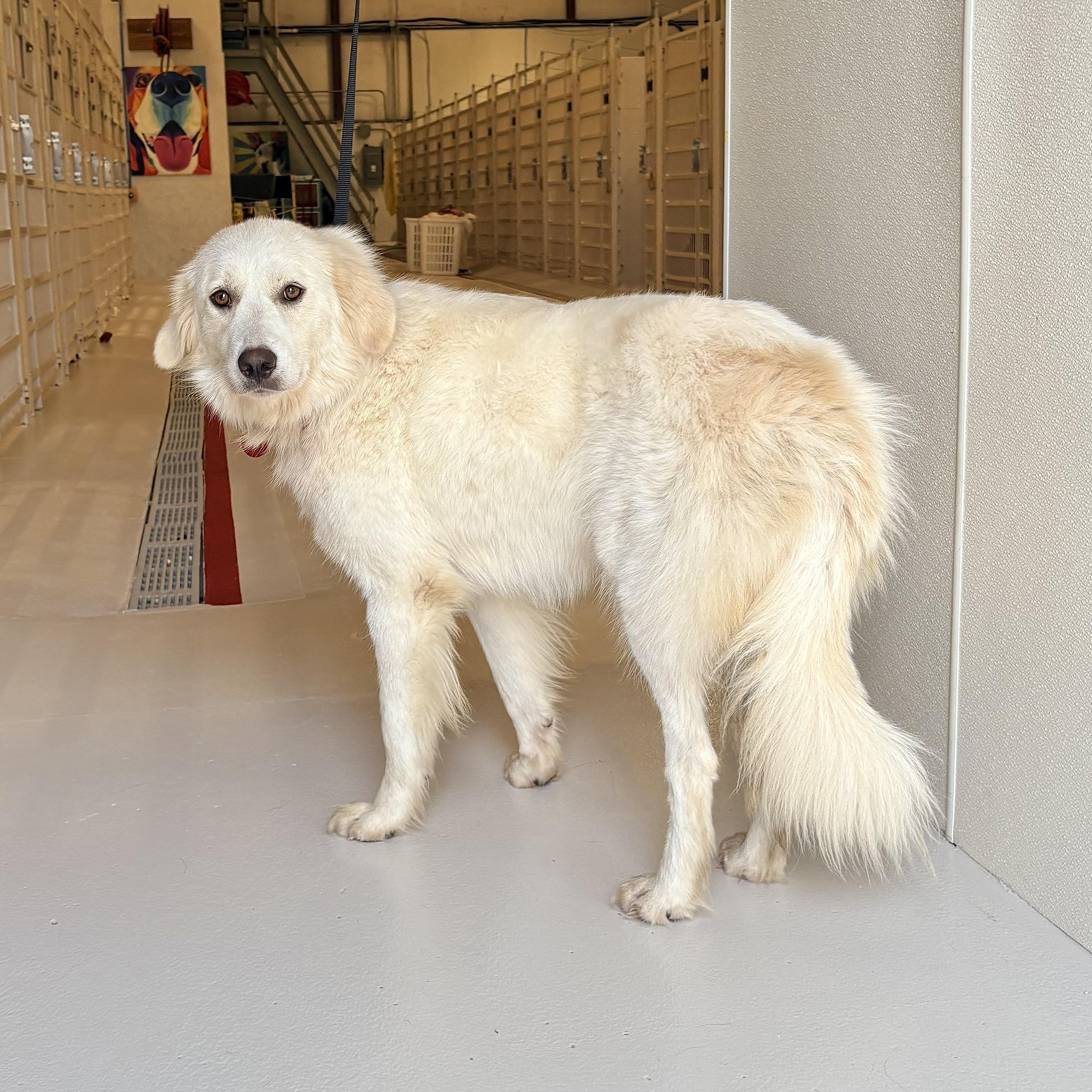 Snow, adopted, Adult Female Golden Retriever.
