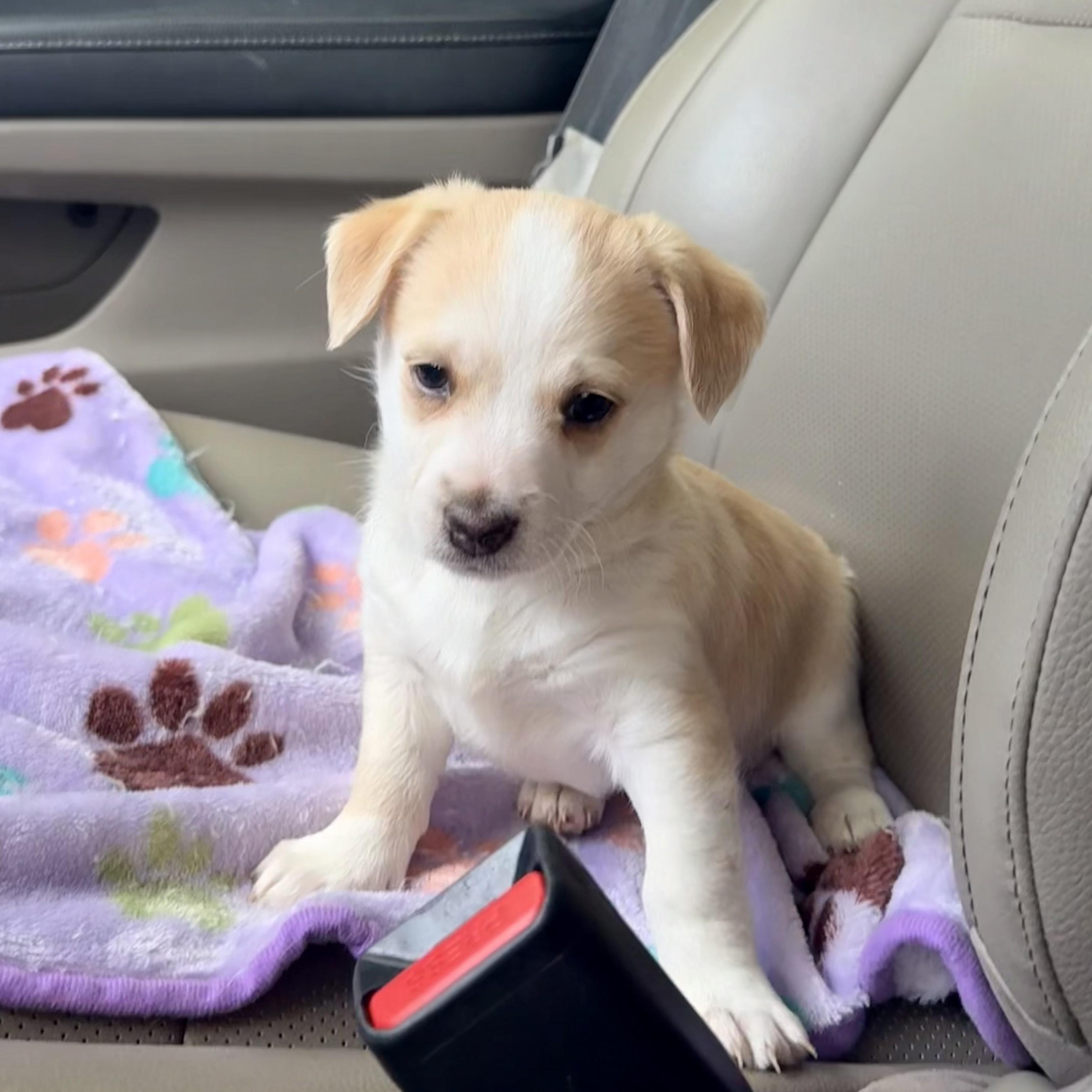 Apricot, ADOPTABLE, Puppy Female Pembroke Welsh Corgi.