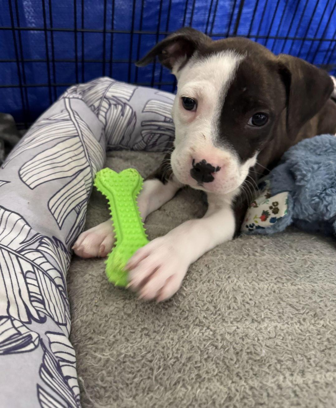 Brindelyn, Adoptable, Puppy Female Pit Bull Terrier & Boxer.