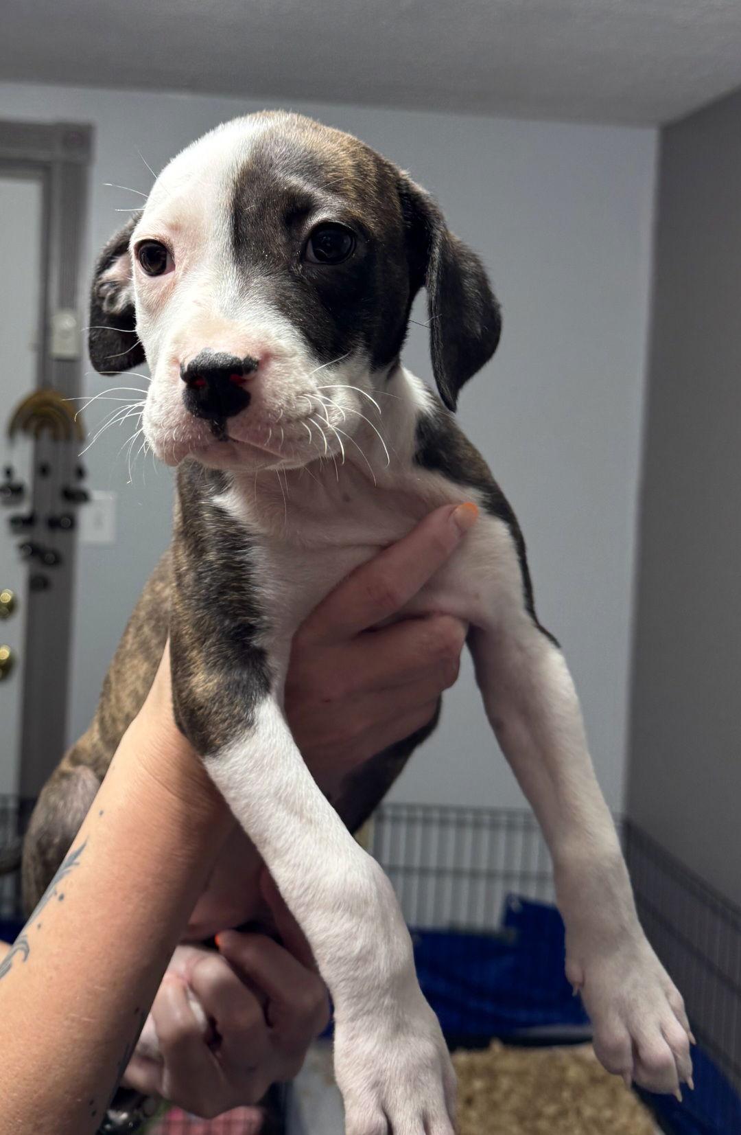 Enlarge Brindelyn, a Adoptable mixed breed in Sanford, FL image 2/2