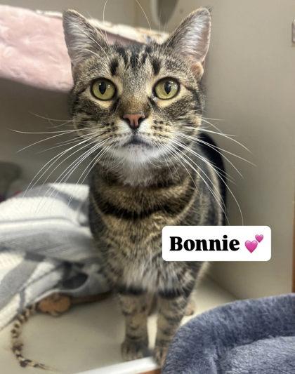 Enlarge Bonnie, a Adoptable mixed breed in Winchester, VA image 1/1